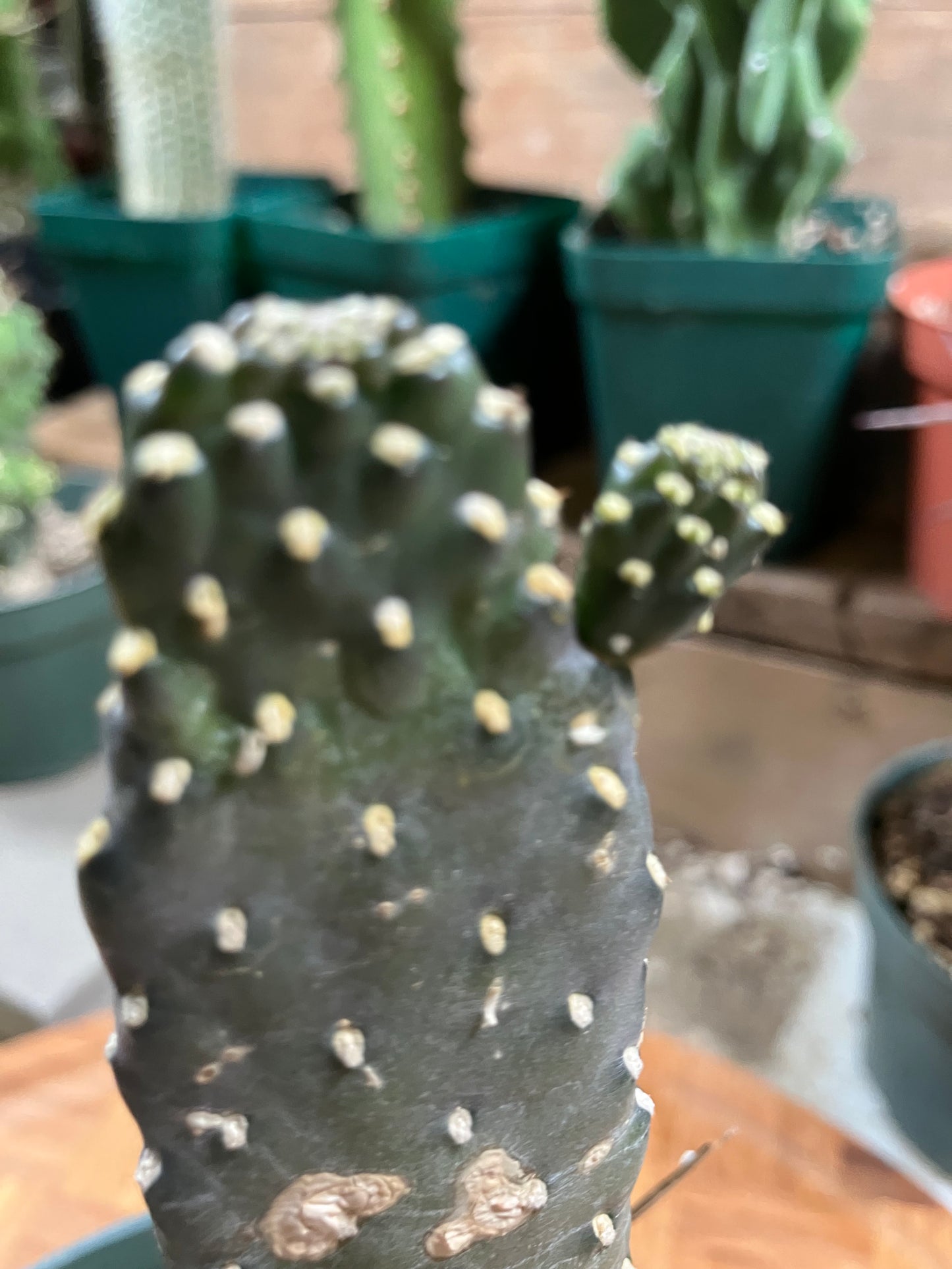 Consolea Rubescens Road Kill 6”Tall #61W Cactus