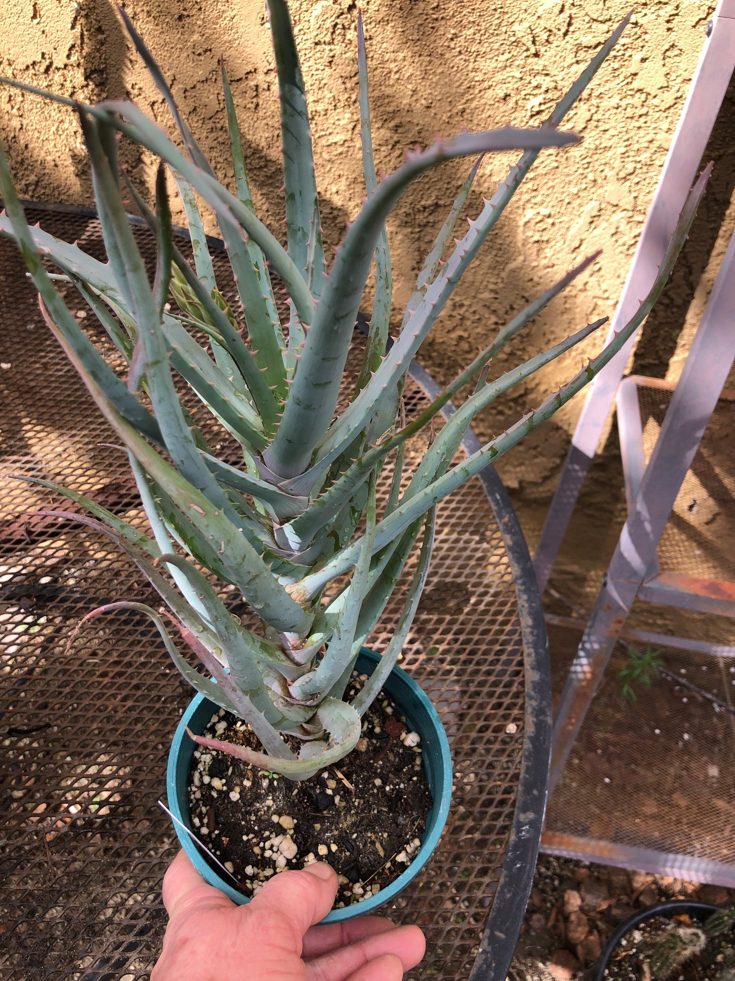 Aloe Blue Elf Succulent 11"Tall