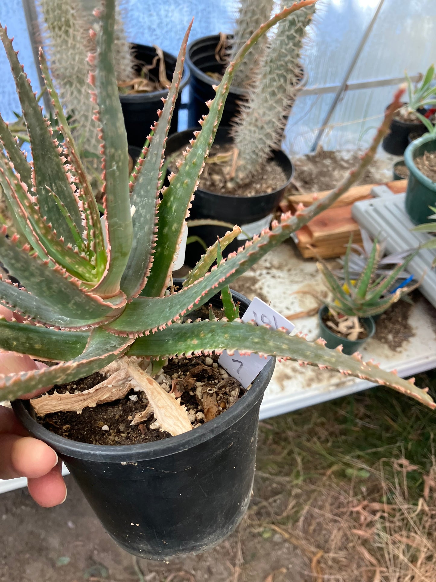 Aloe  Swordfish Succulent 7" Wide #093W