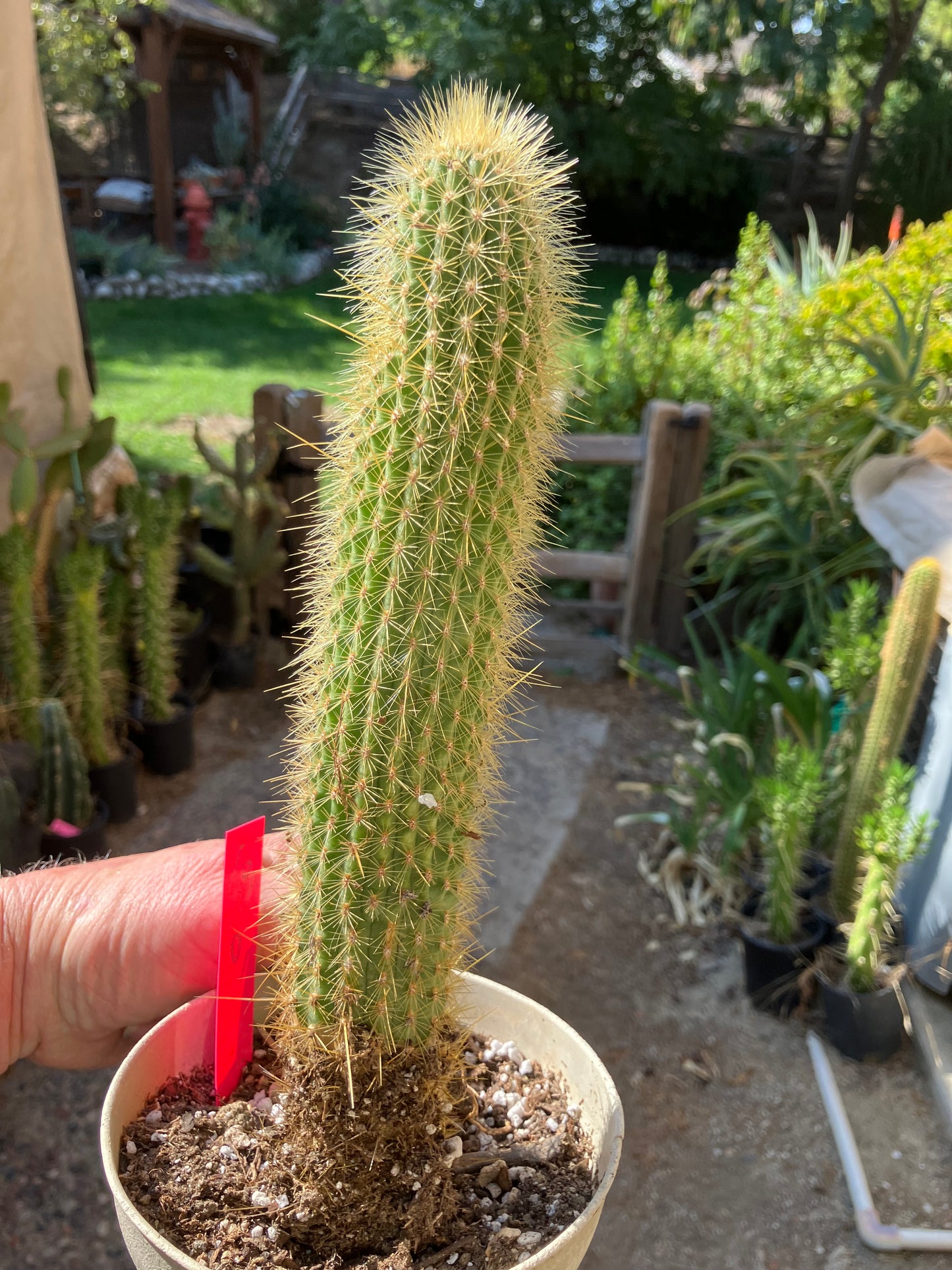 Cleistocactus hyalacanthus Cactus Columnar 10”Tall #101R