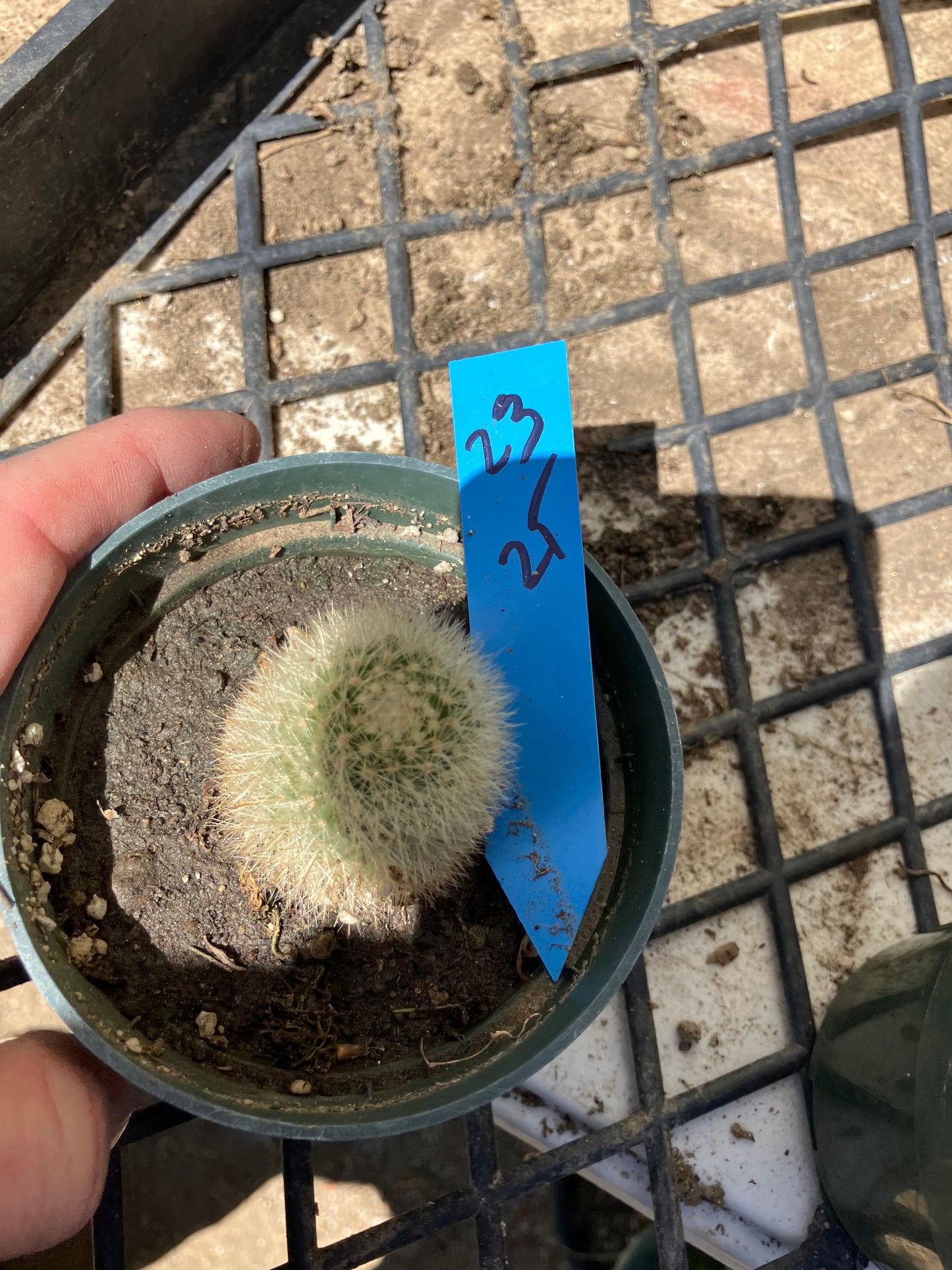 Notocactus Parodia scopa Silver Ball/Snowball Cactus 2.5" Tall #23B