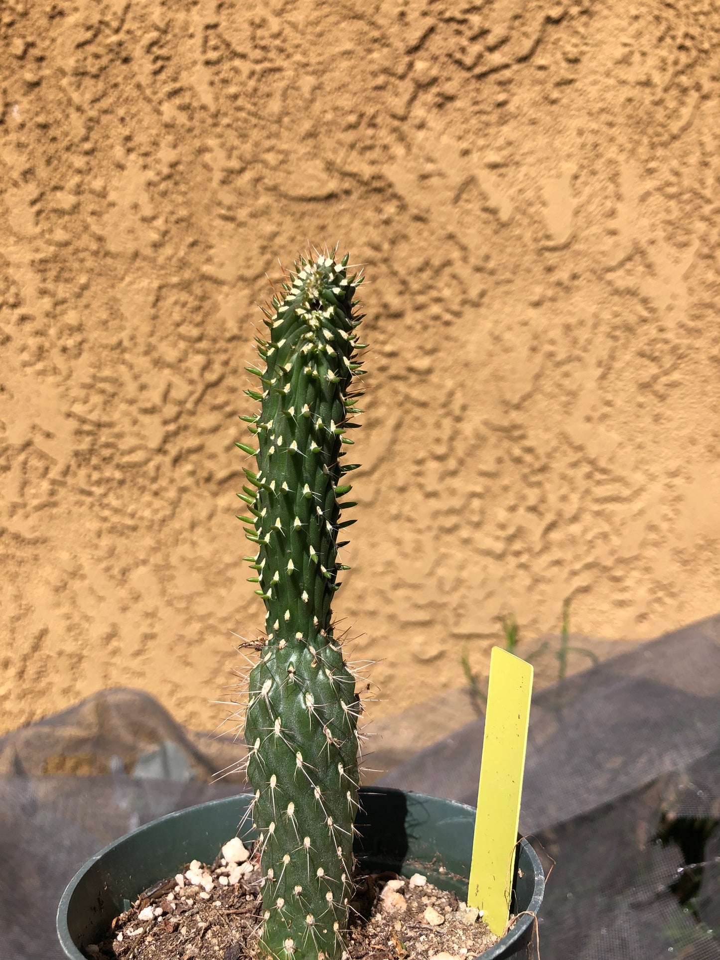 Cylindropuntia fulgida Cholla Boxing Glove Cactus Crest 6"Tall #20Y