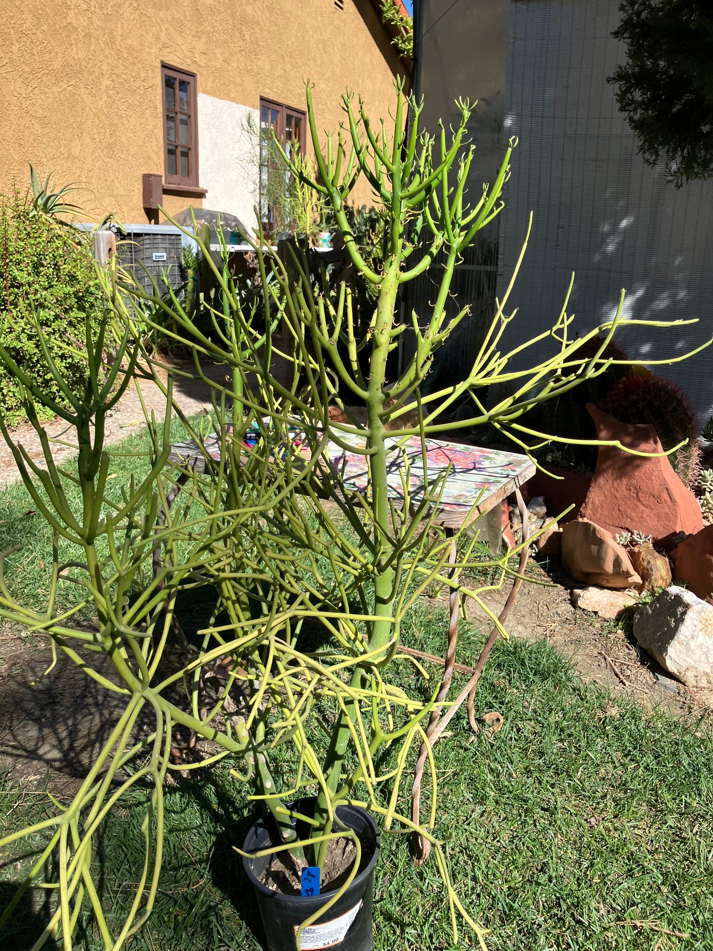 Euphorbia tirucalli Pencil Cactus/Succulent 39"Tall 27"Wide #28B