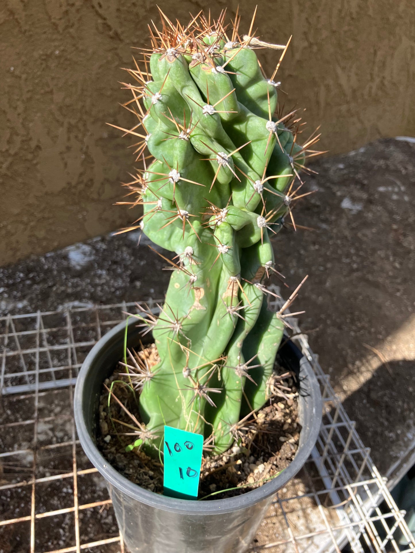 Cereus Peruvianus Monstrose Night Blooming 10"Tall #100G