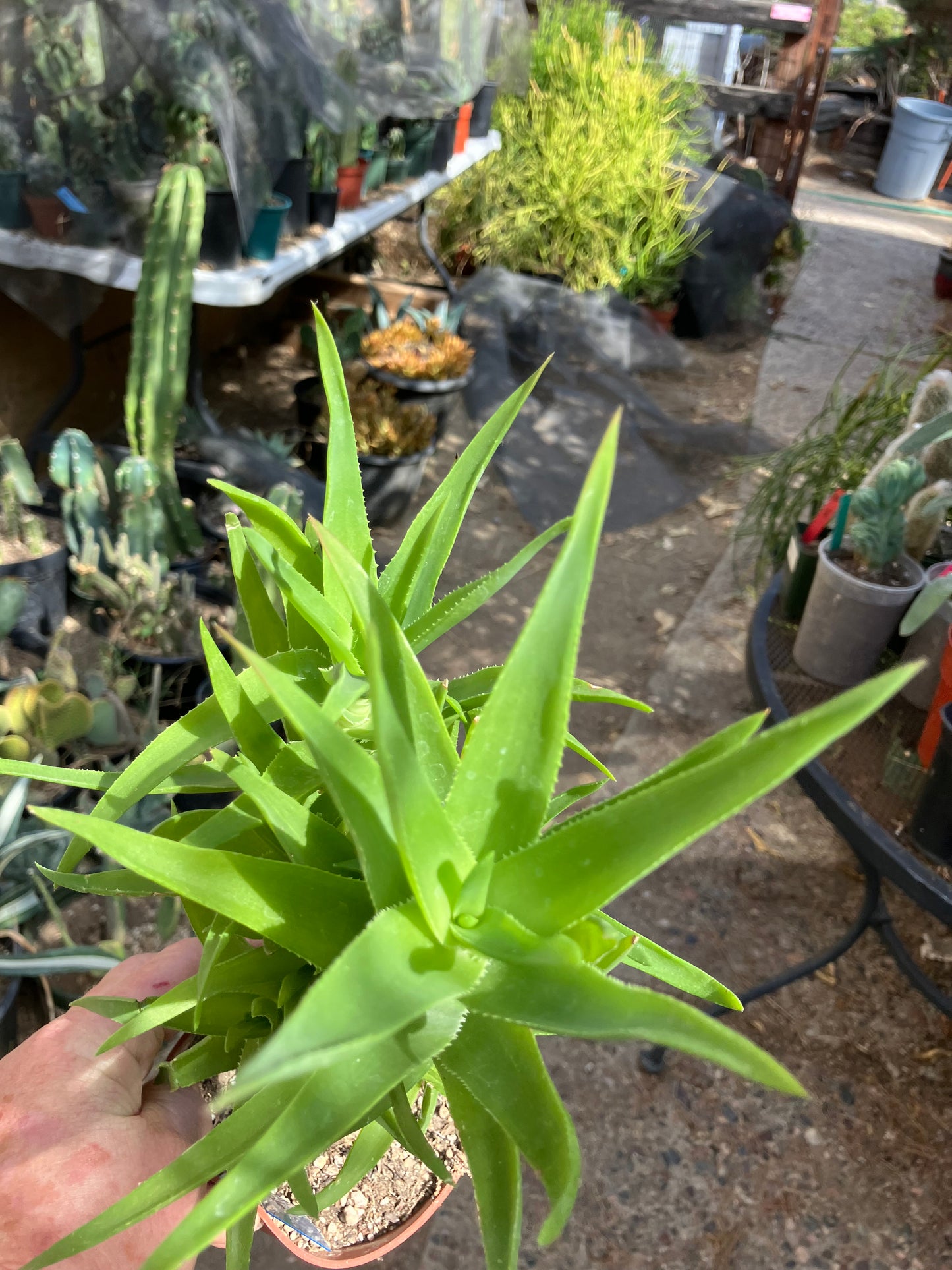 Aloe Ciliaris x Delaeti Hybrid Climbing Succulent 11”Tall 7"Wide #113B