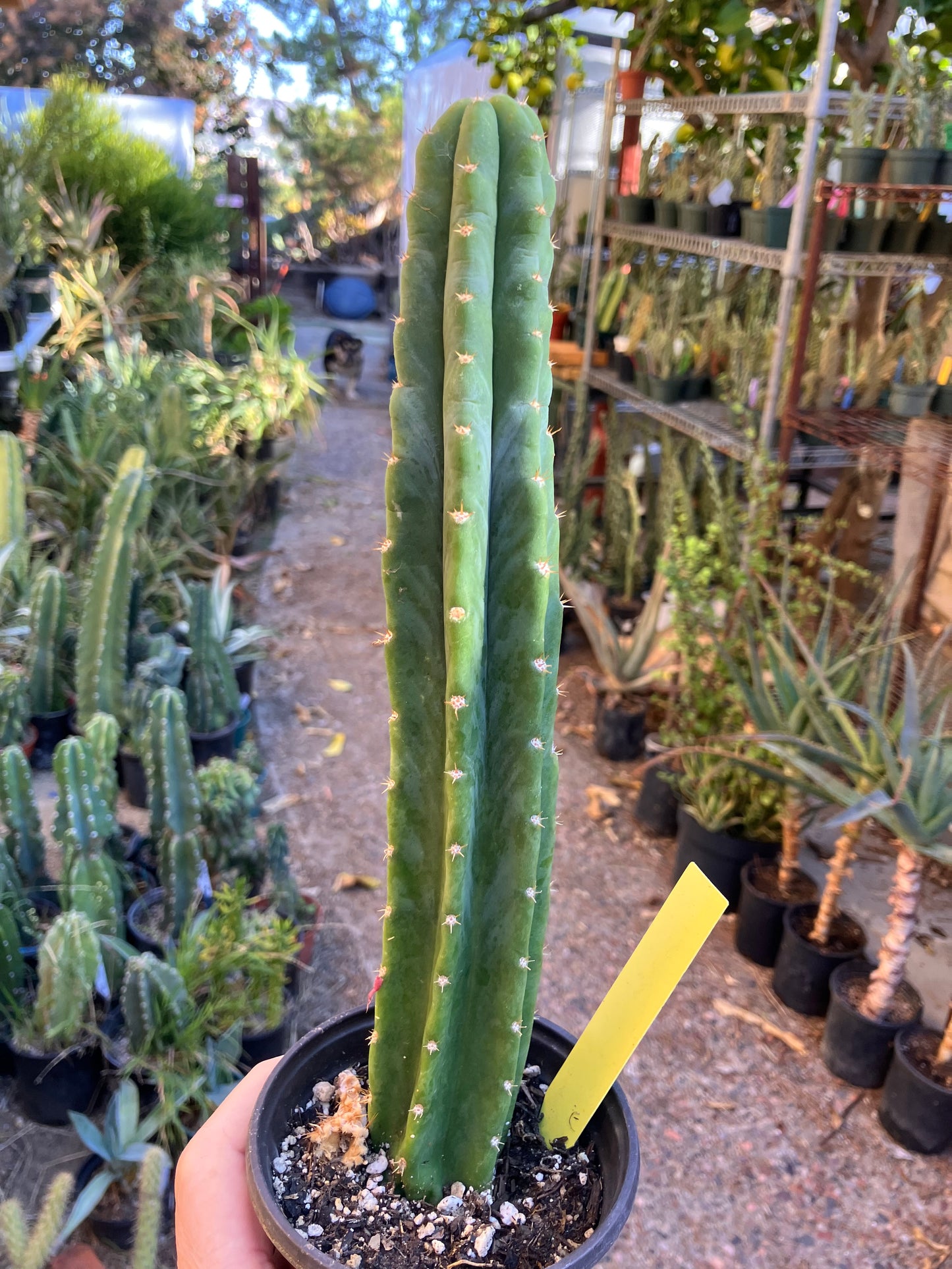 San Pedro Cactus - Trichocereus pachanoi 10.5"Tall 5Y