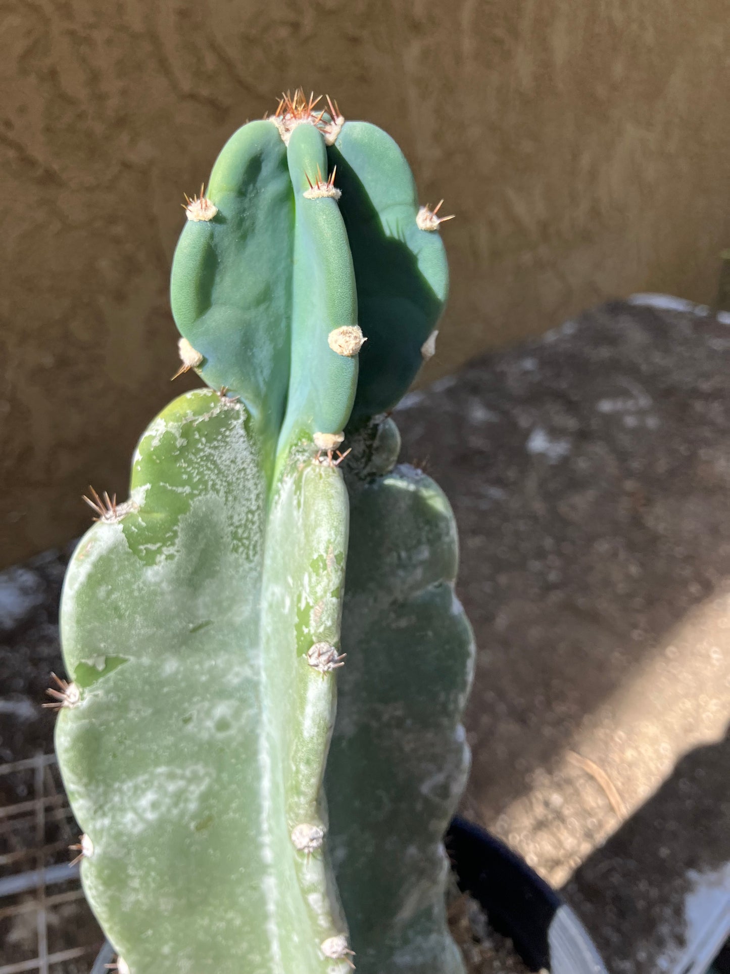 Cereus Peruvianus  Night Blooming 12"Tall  #120P