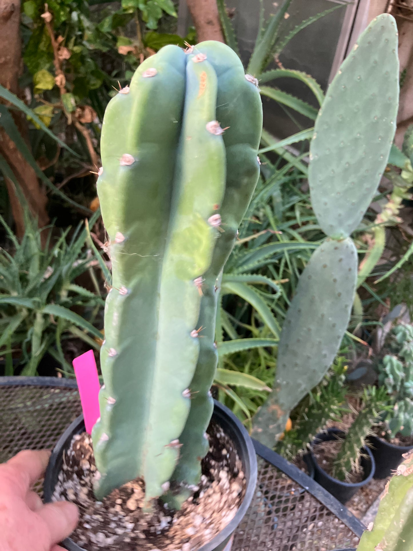 Cereus Peruvianus Night Blooming 13"Tall #113P