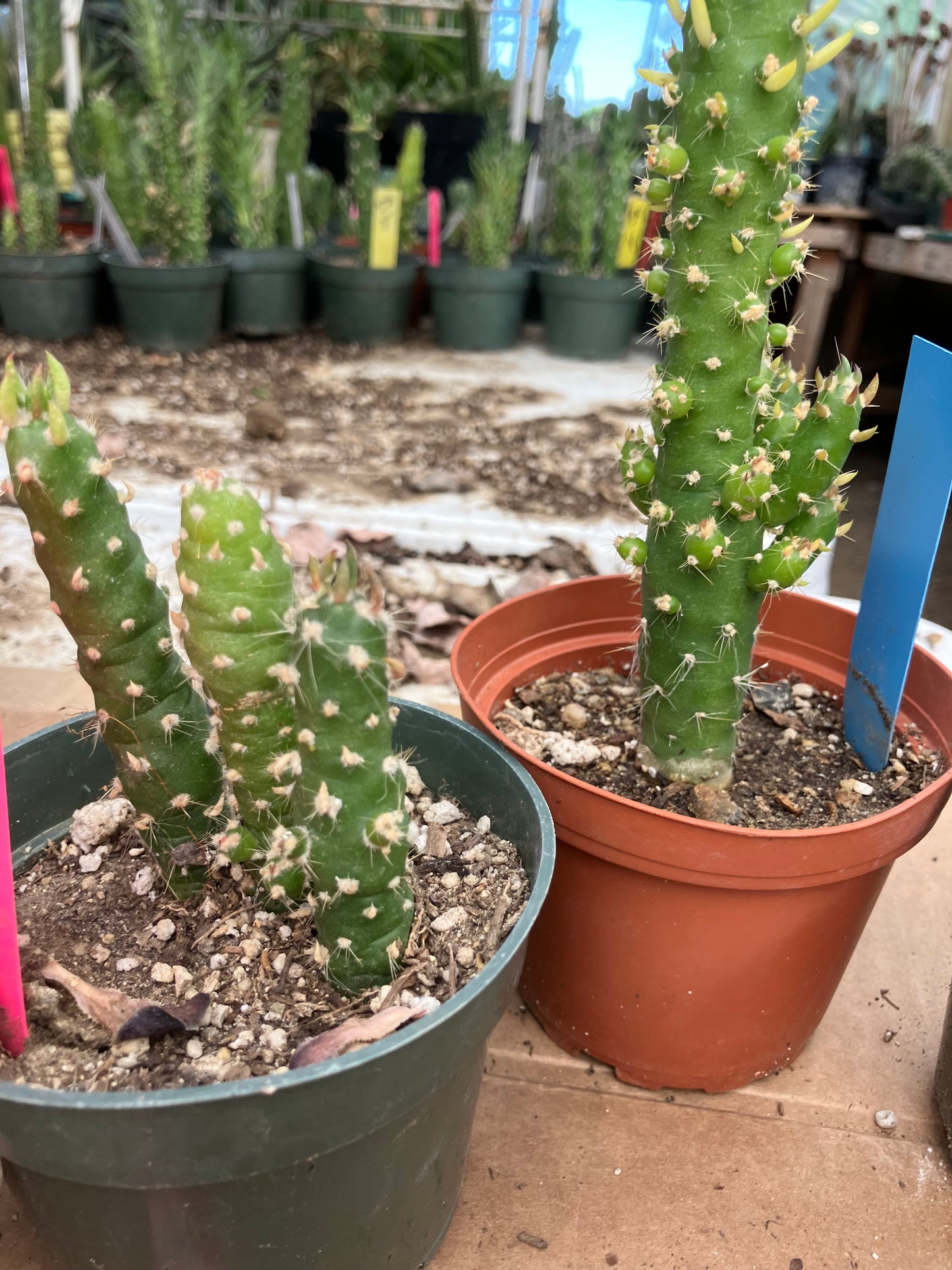 Austrocylindropuntia Cactus Gumbi Mini Eve's Needle 3"Tall #12P