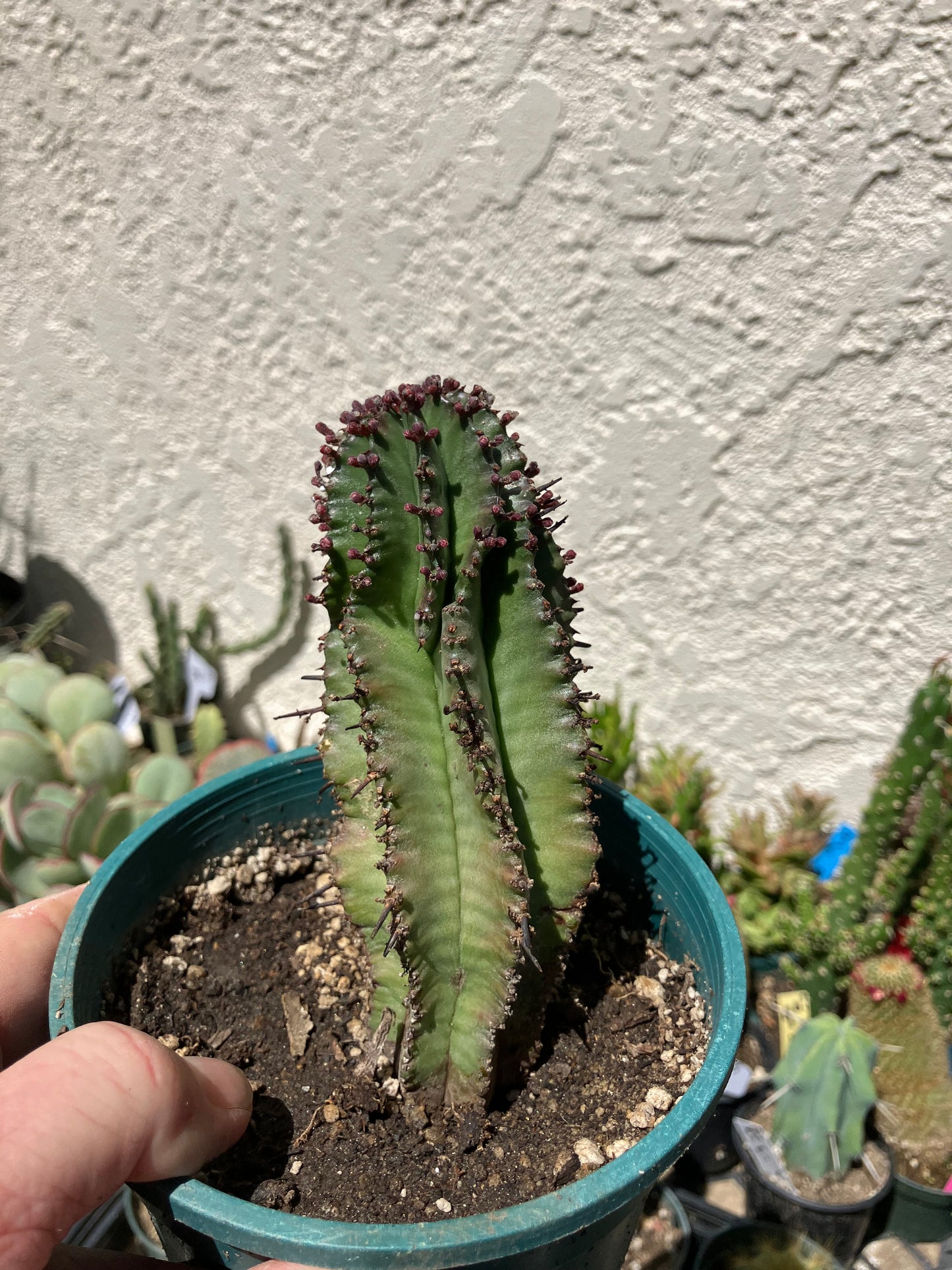 Euphorbia anoplia Green Tanzanian Zipper 5"Tall #15B