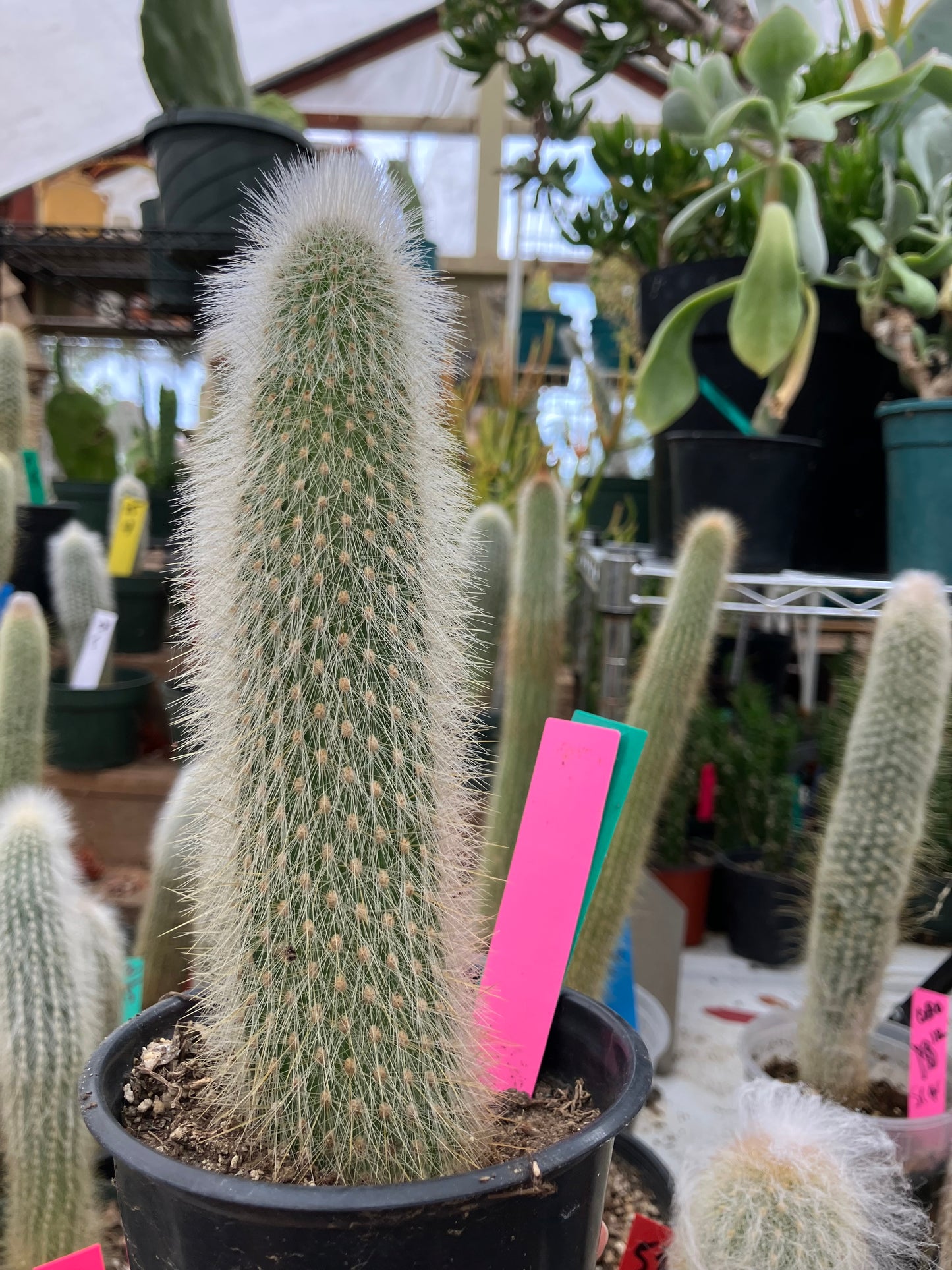 Cleistocactus tupizensis Silver Pole/Torch Cactus 7.5”Tall #84G