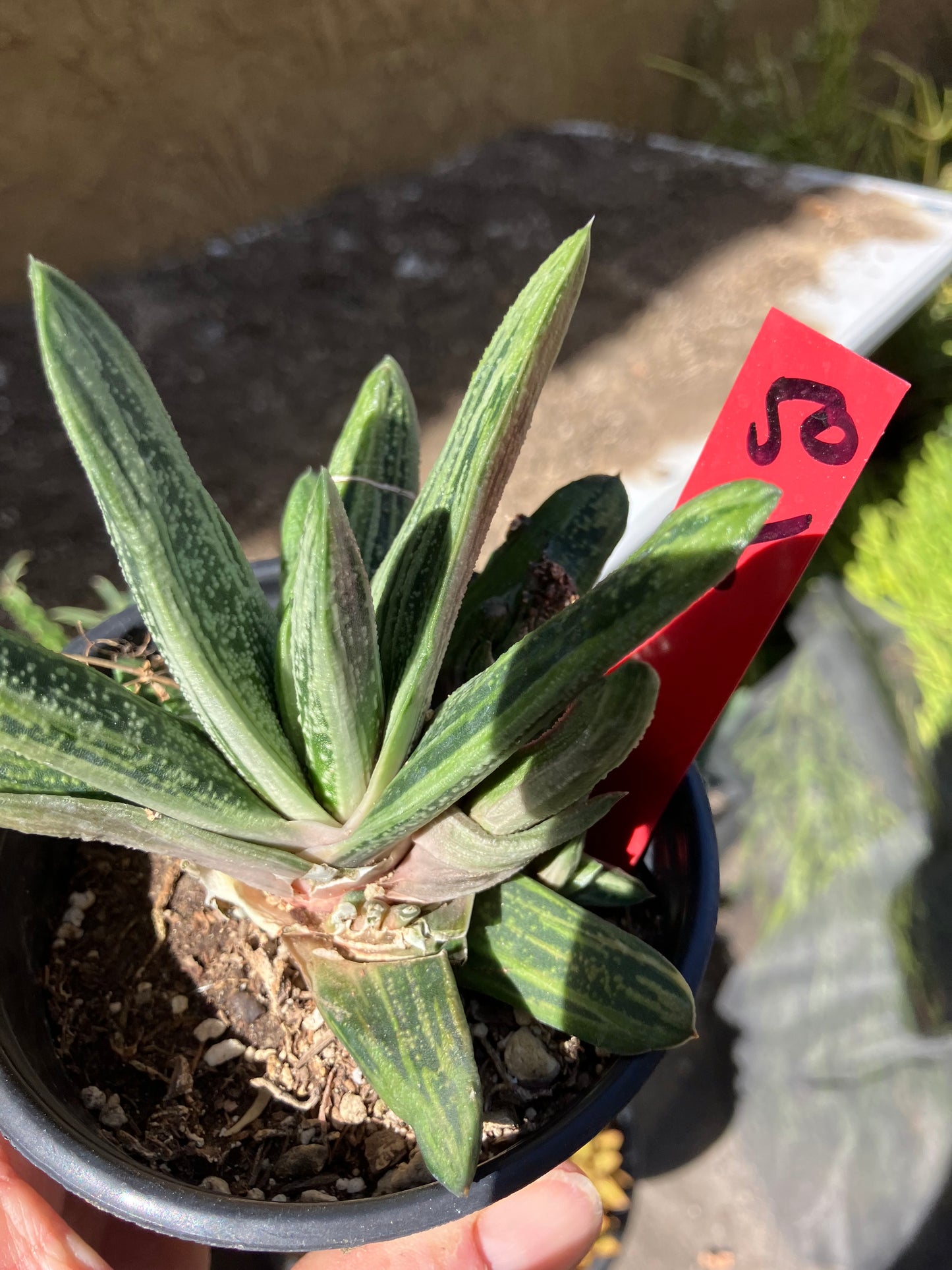 Gasteria Succulent Little Warty 5”Wide #50R