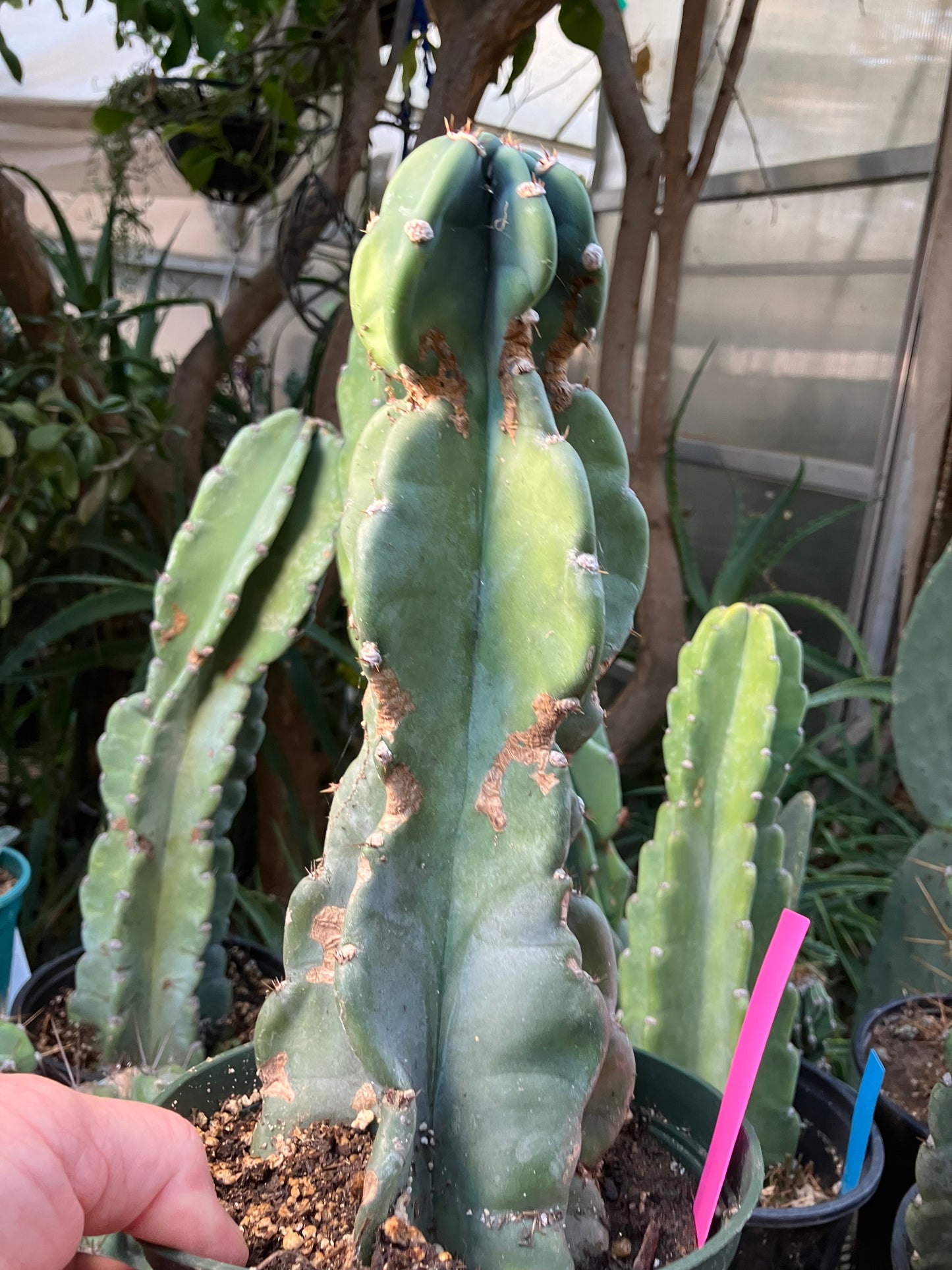 Cereus Peruvianus Night Blooming 11"Tall #010P