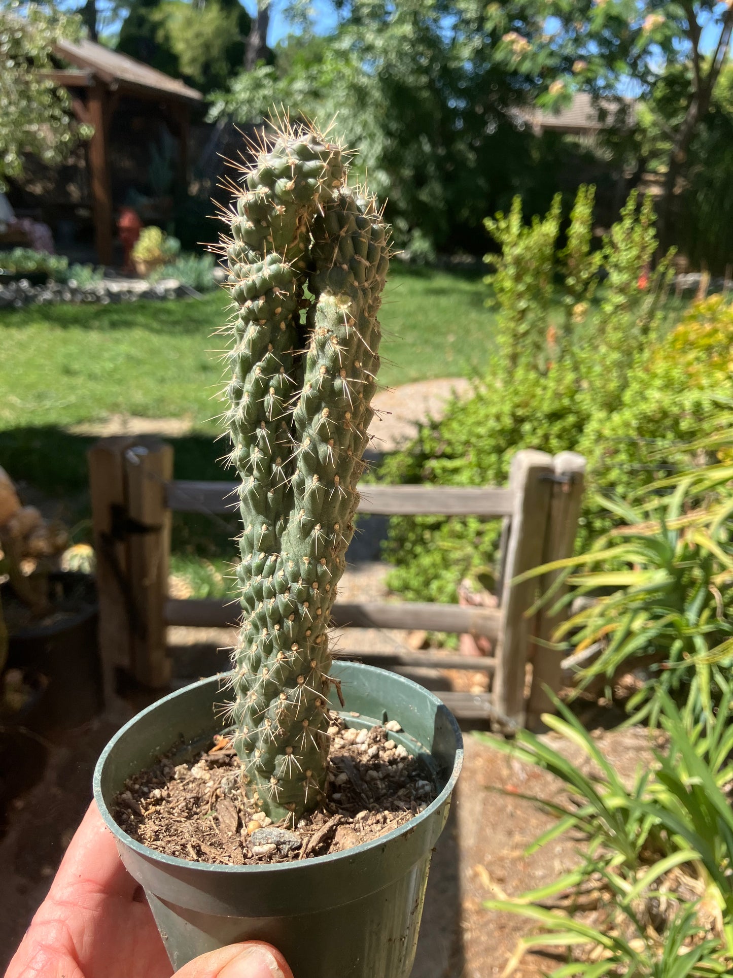 Cylindropuntia fulgida Cholla Boxing Glove Cactus Crest 7.5"Tall #57P