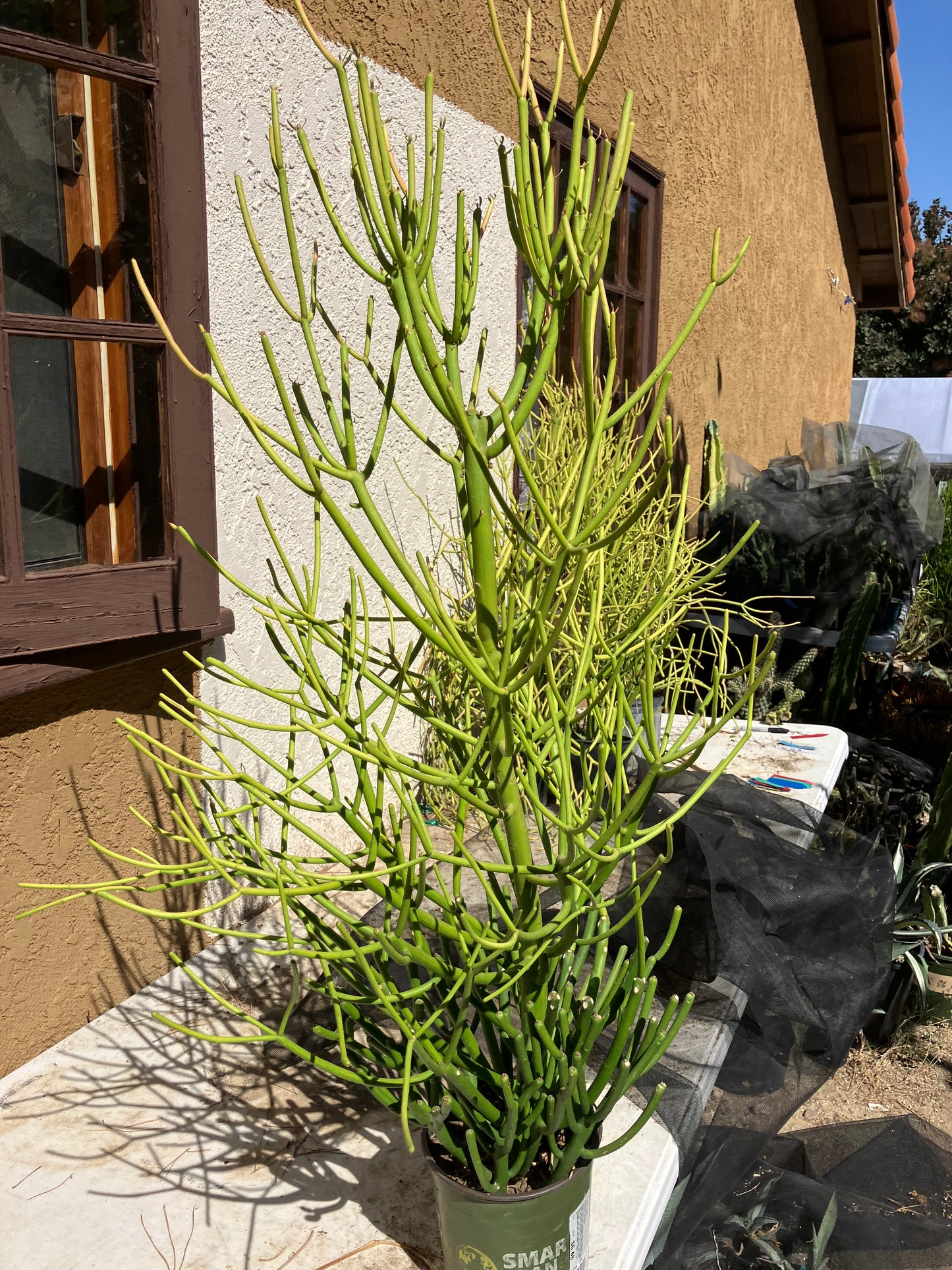 Euphorbia tirucalli Pencil Cactus/Succulent 38"Tall 20"Wide #114W