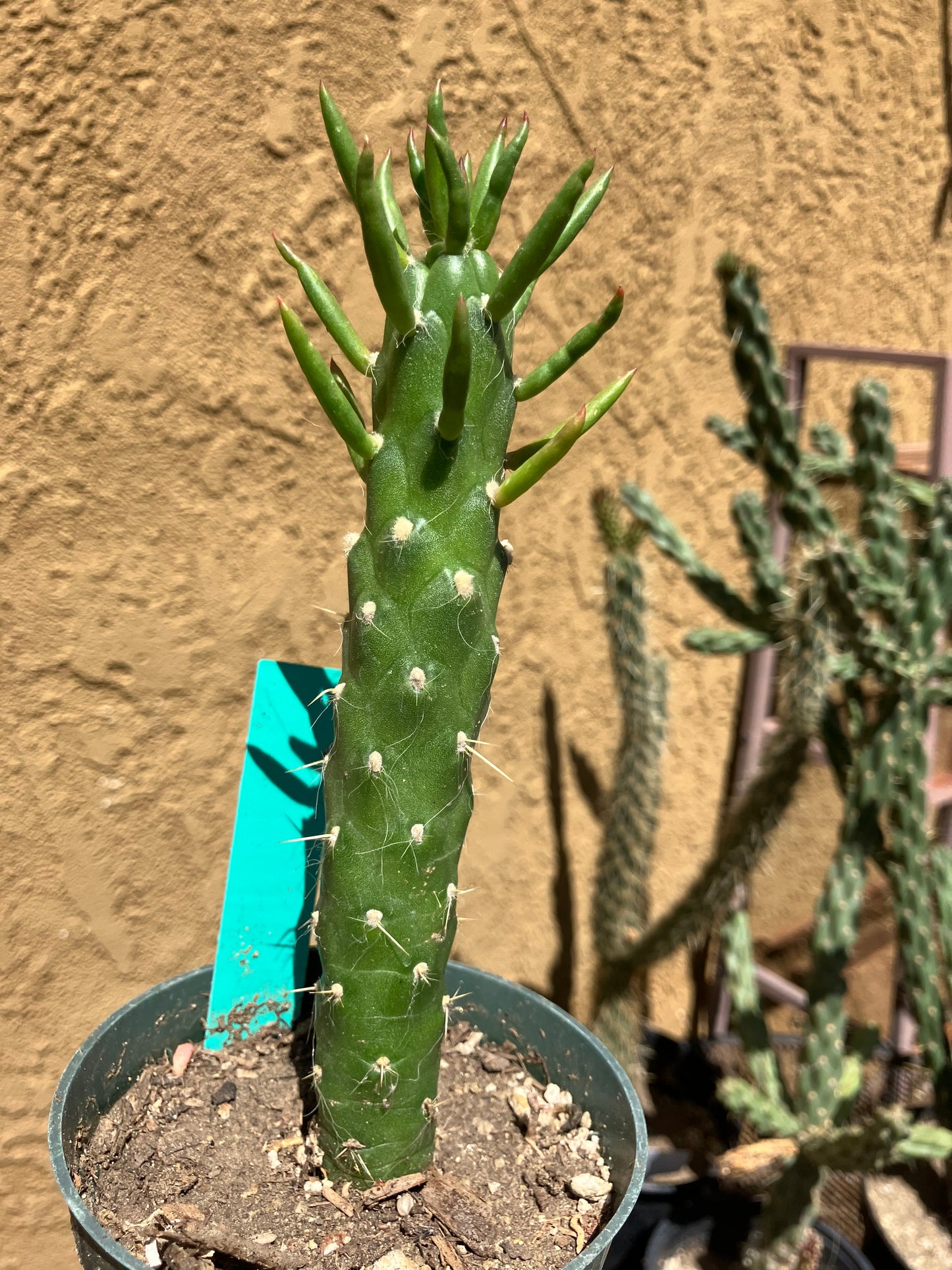 Austrocylindropuntia Full Size Eve's Needle 6"Tall #2G