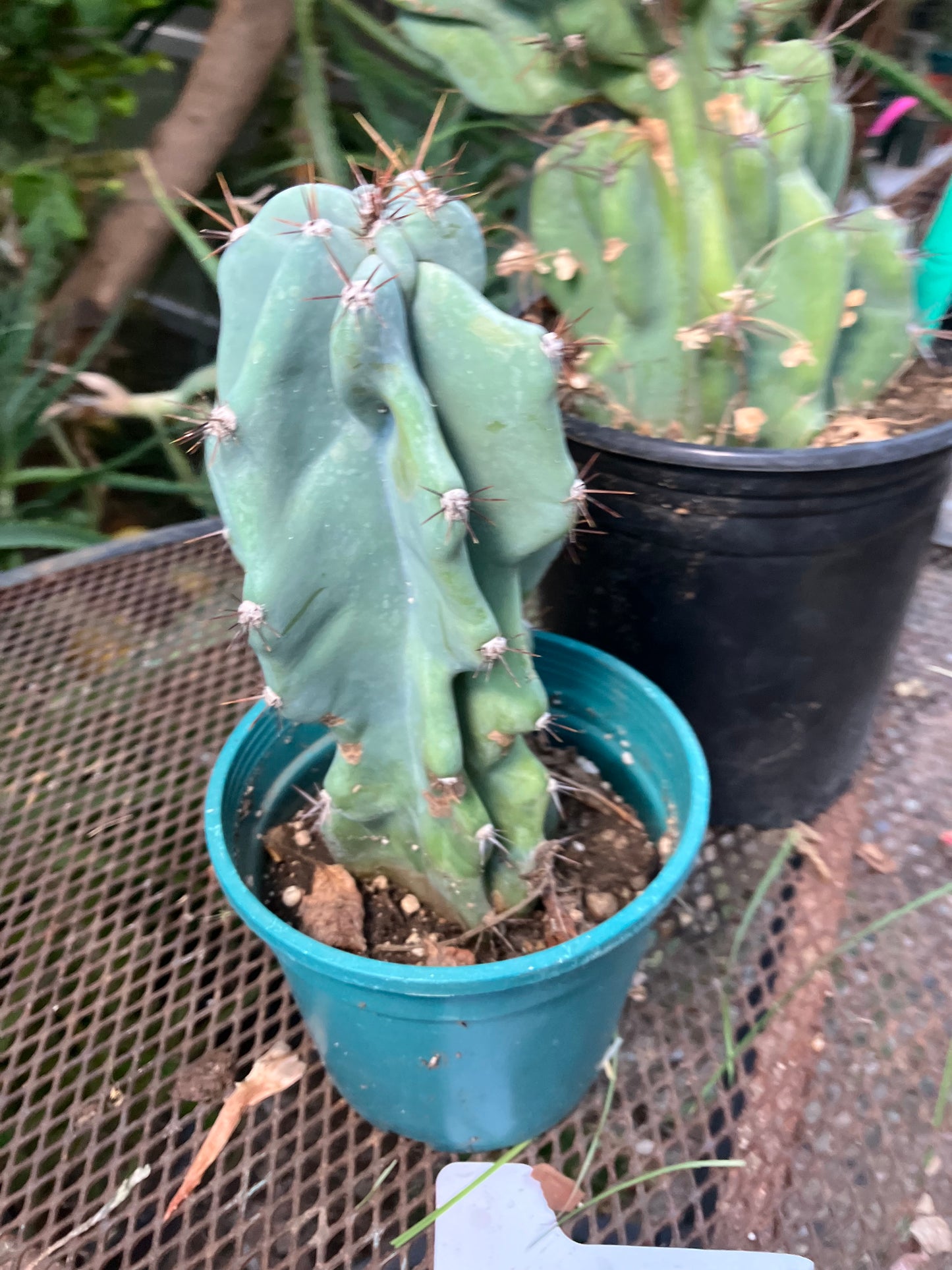 Cereus Peruvianus Monstrose Night Blooming 8”Tall #97Y