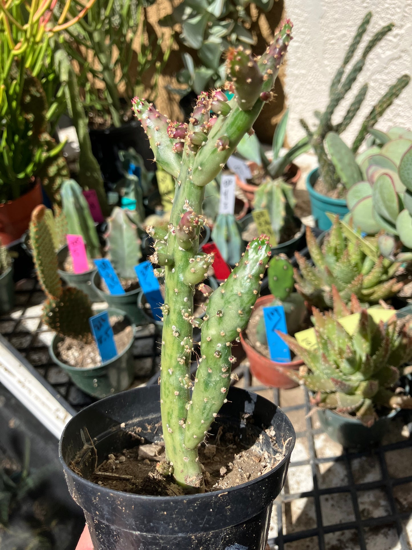 Opuntia monacantha  "Joseph's Coat" Cactus 6"Tall #103Y