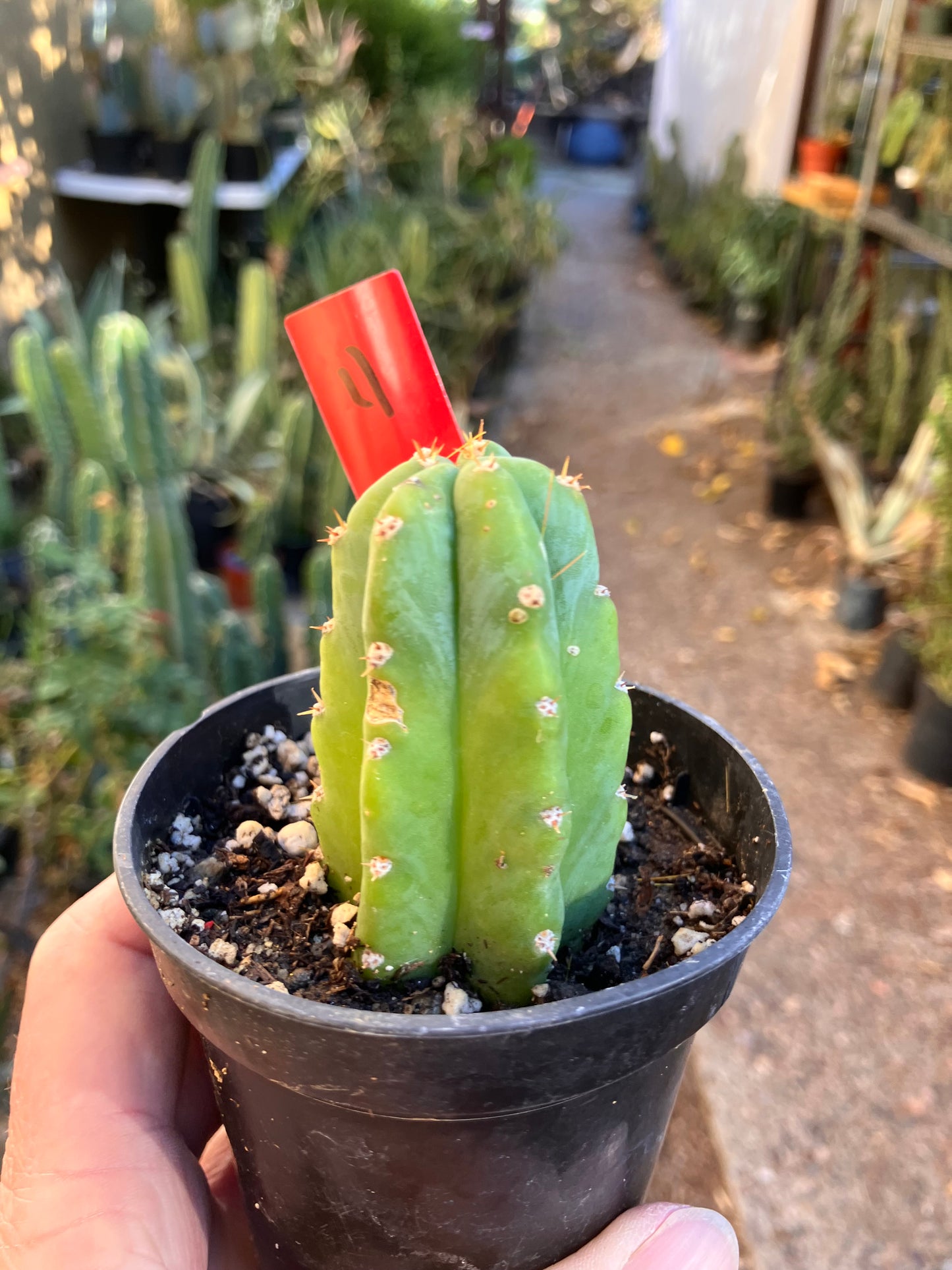 San Pedro Cactus - Trichocereus pachanoi 3"Tall #4R