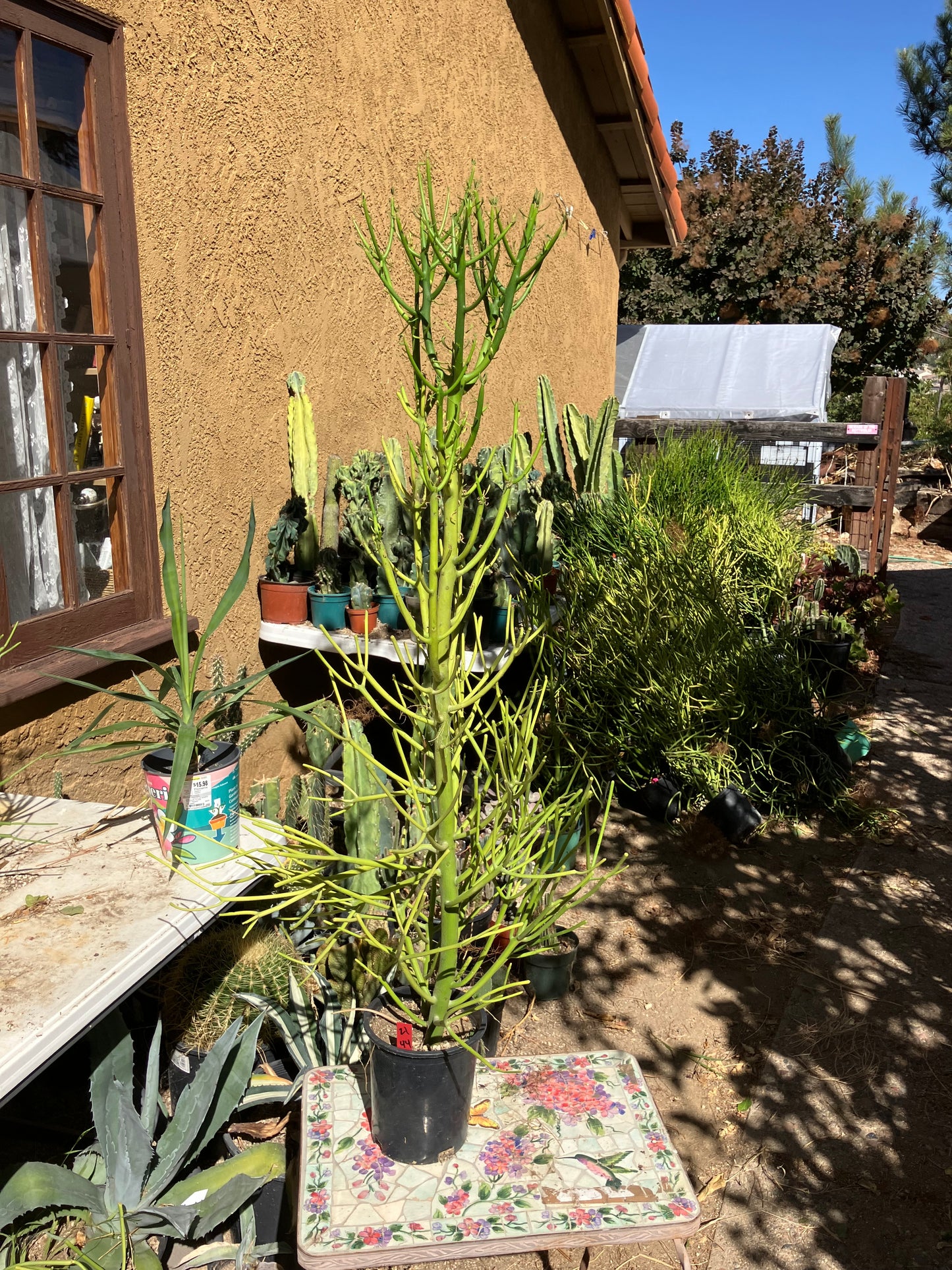 Euphorbia tirucalli Pencil Cactus/Succulent 44"Tall 17"Wide #21R