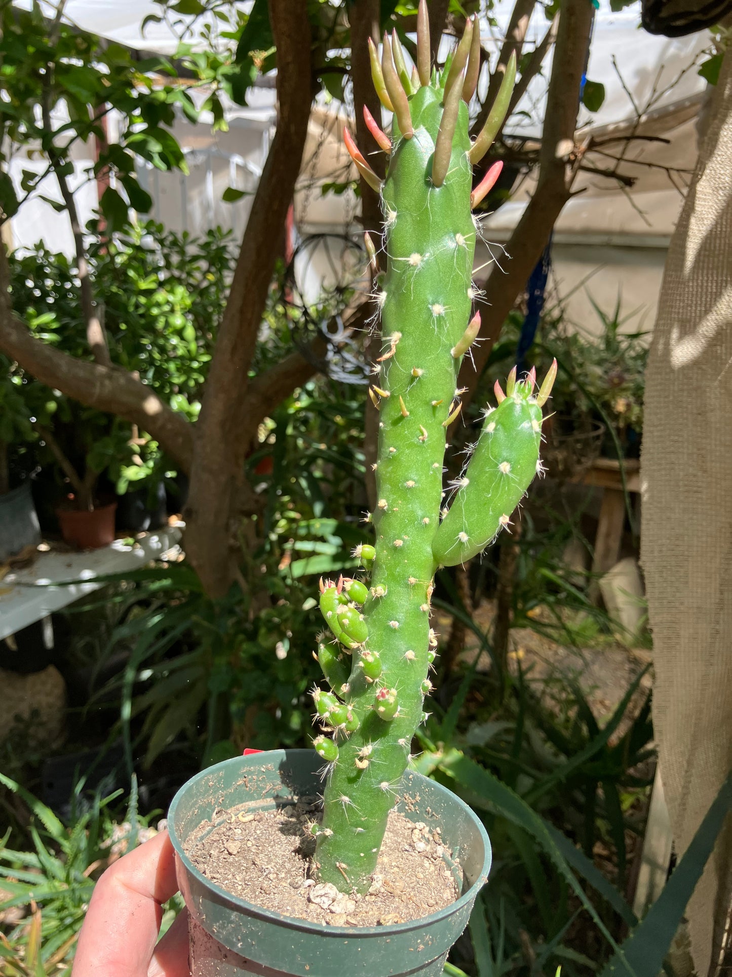 Austrocylindropuntia Cactus Gumbi Mini Eve's Needle 10"Tall #60R