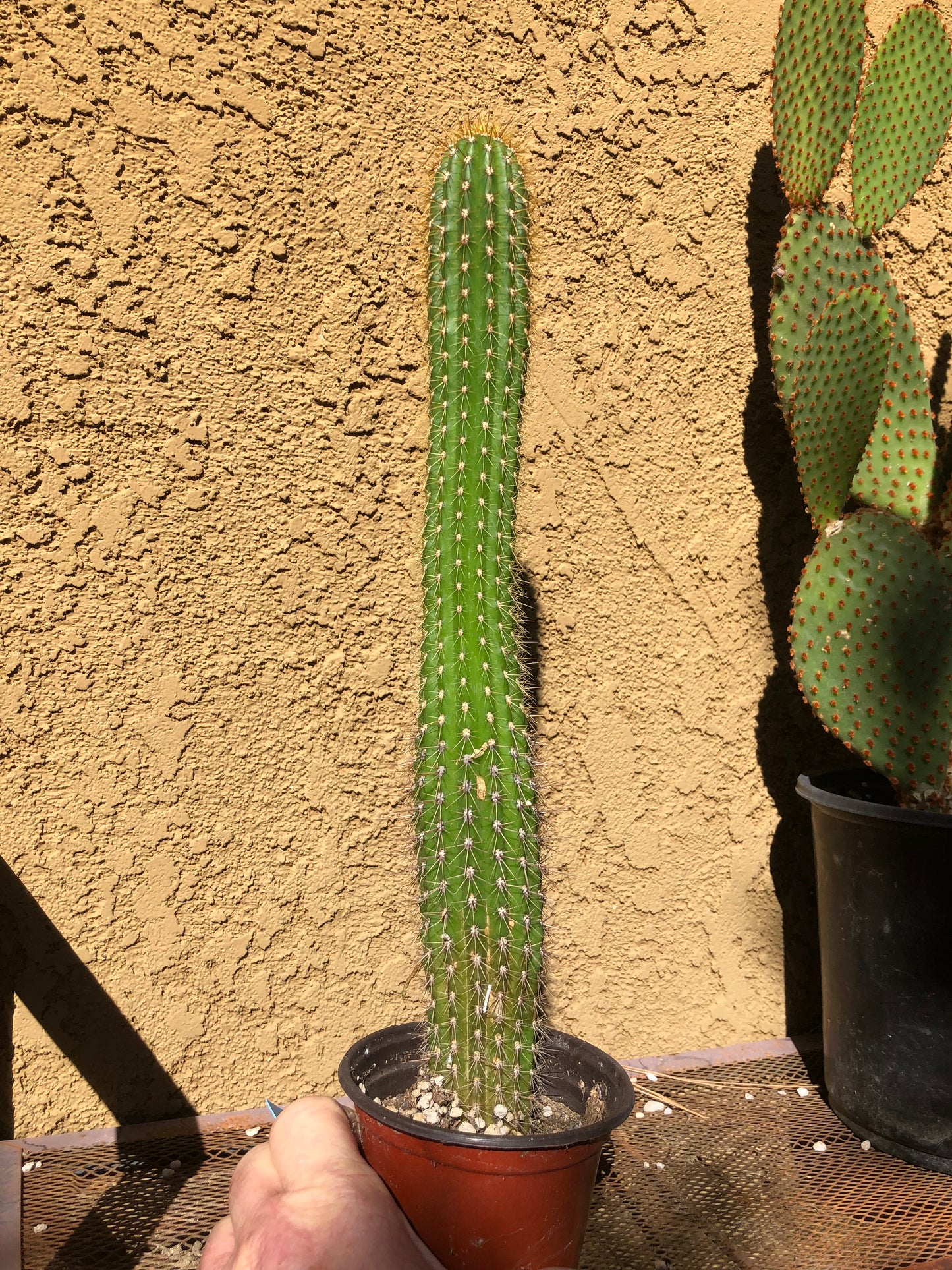 Golden Torch Cactus - Trichocereus spachianus 14" Tall #3B