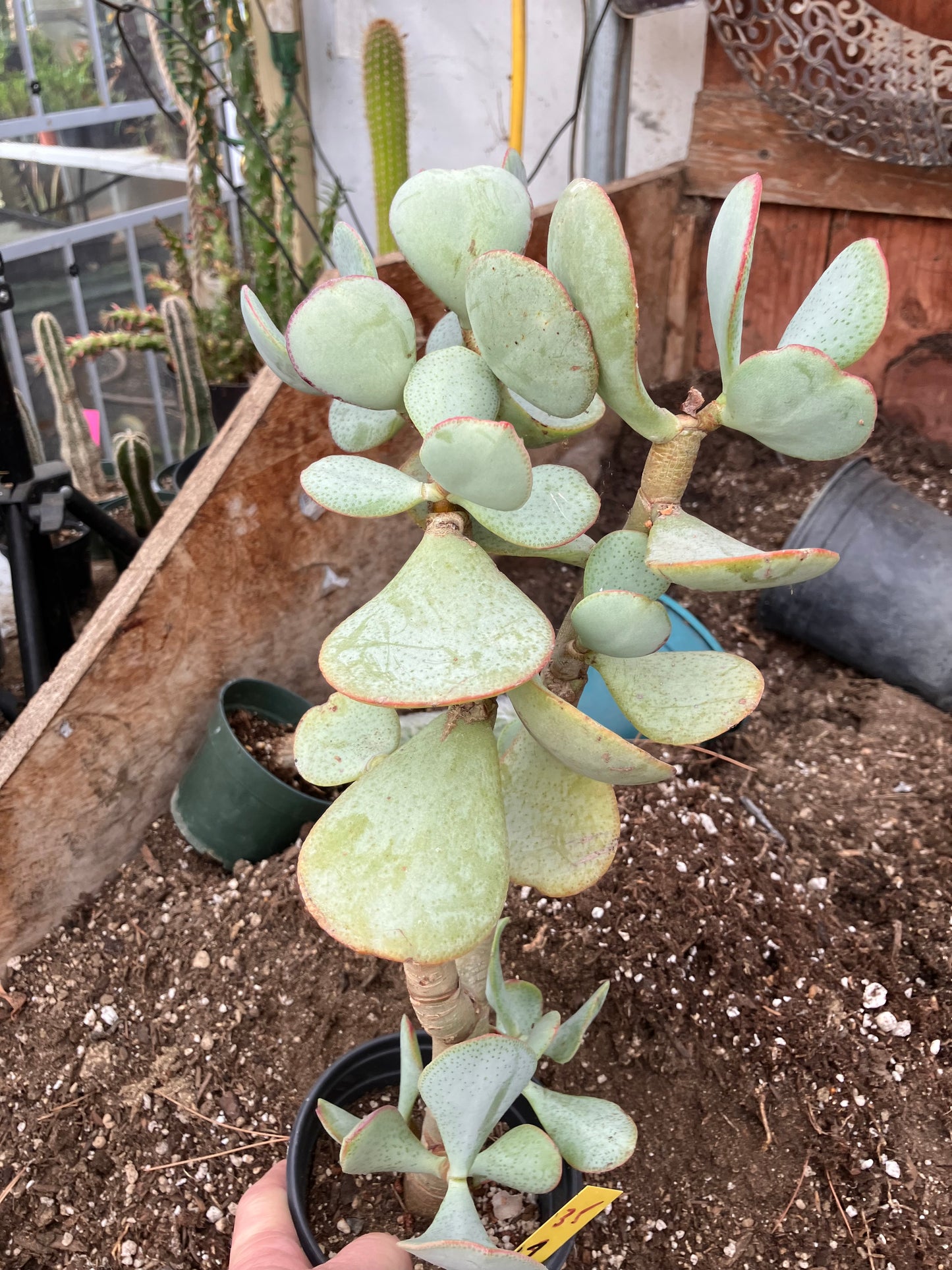 Crassula arborescens Silver Dollar 17"Tall #35Y