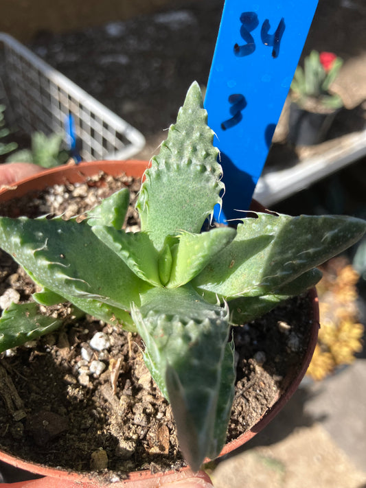 Faucaria tigrina Tiger Jaws 3"Wide #34B