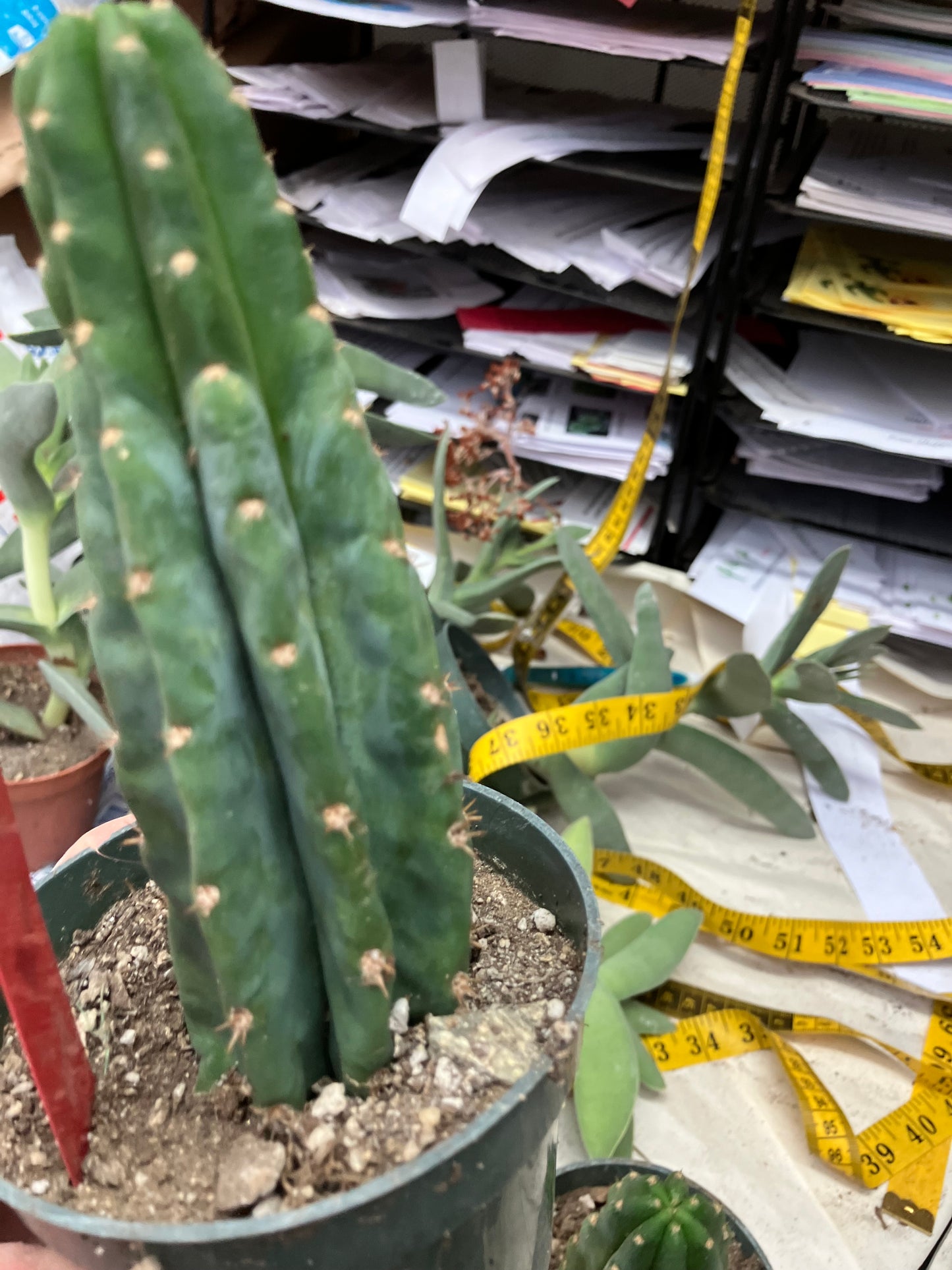 San Pedro Cactus  Trichocereus pachanoi 6"Tall #1R