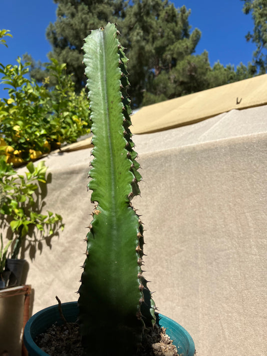 Euphorbia ingens Chocolate Drop 11”Tall #100Y