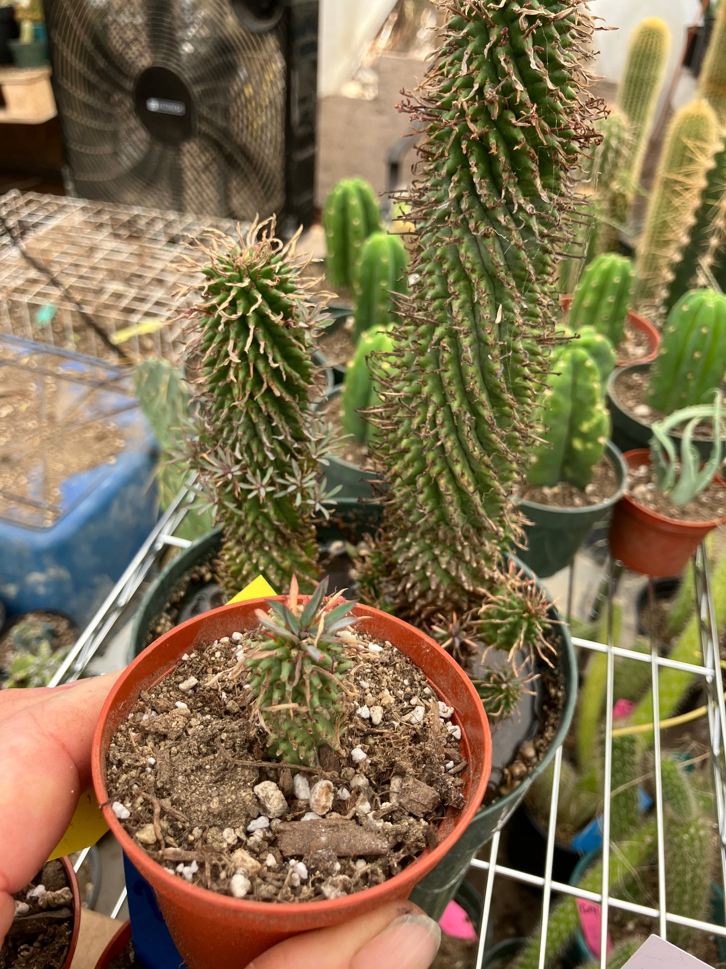 Euphorbia Twinkle Twirl  2" Tall #201Y