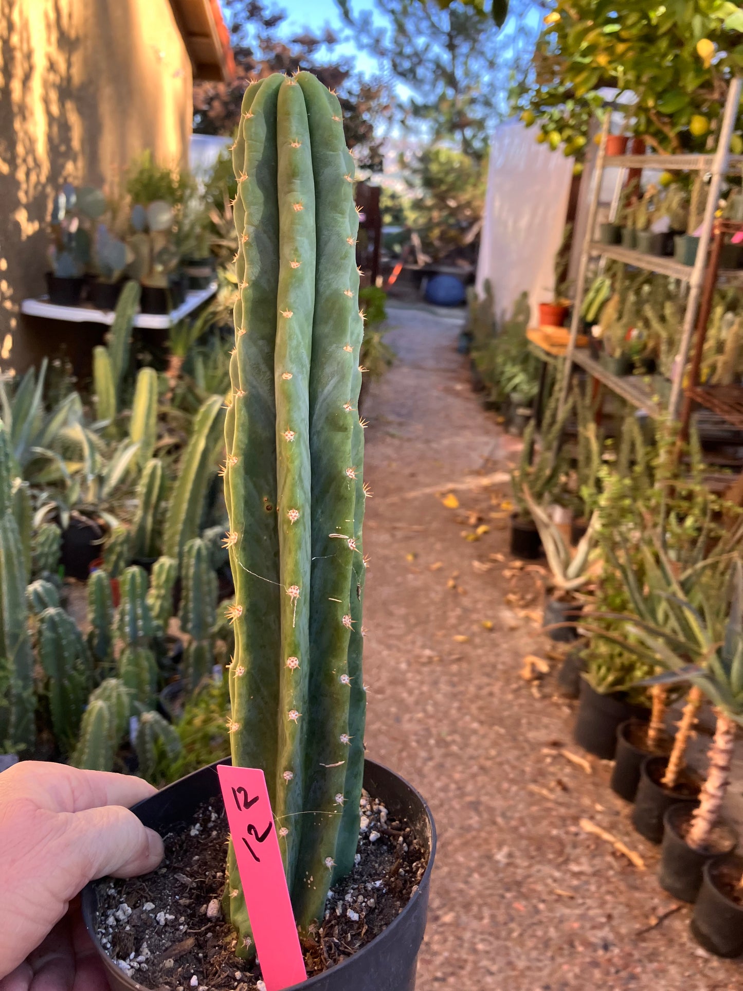 San Pedro Cactus - Trichocereus pachanoi 12”Tall #12P