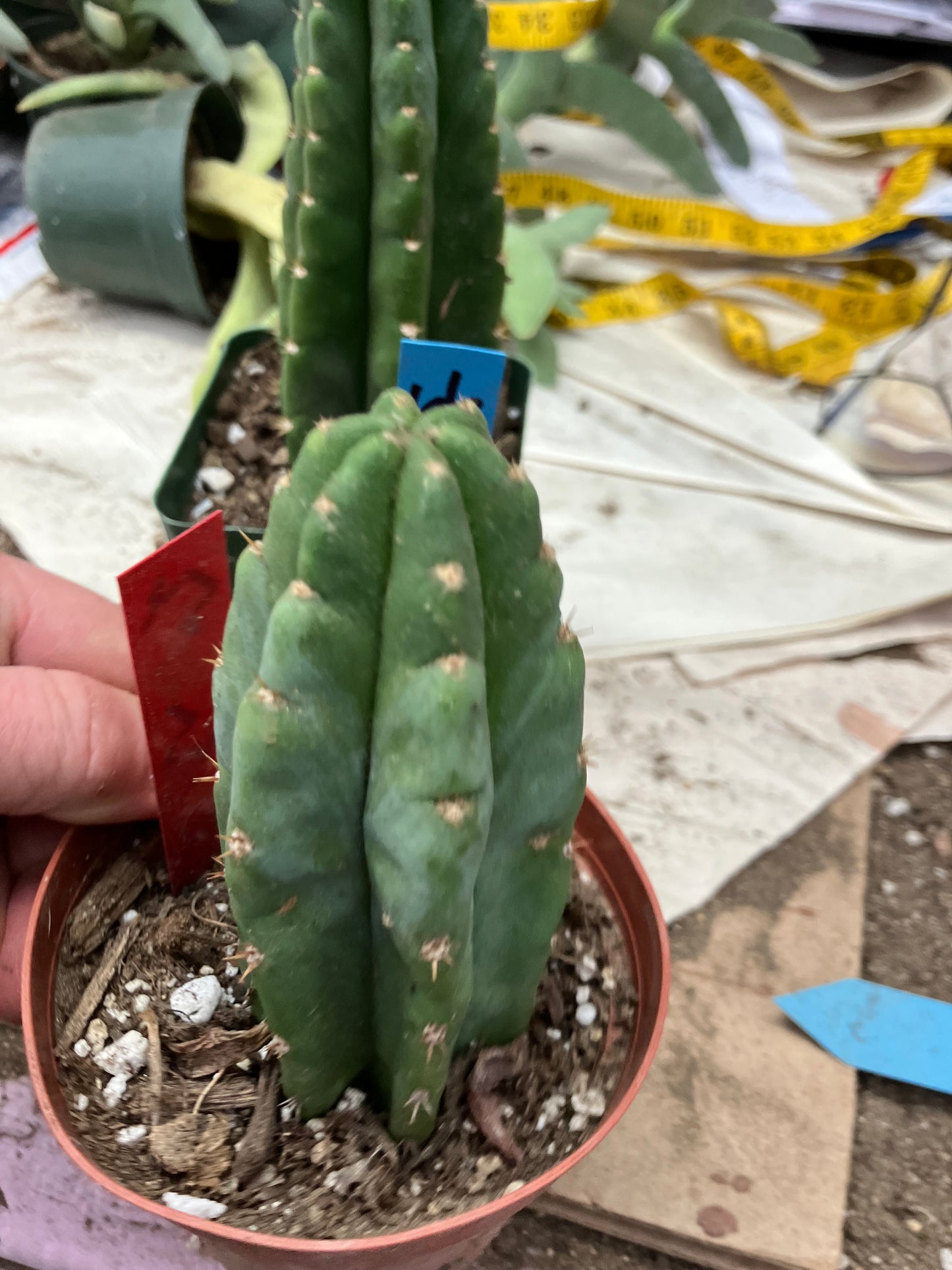 San Pedro Cactus  Trichocereus pachanoi 4.5"Tall #54R