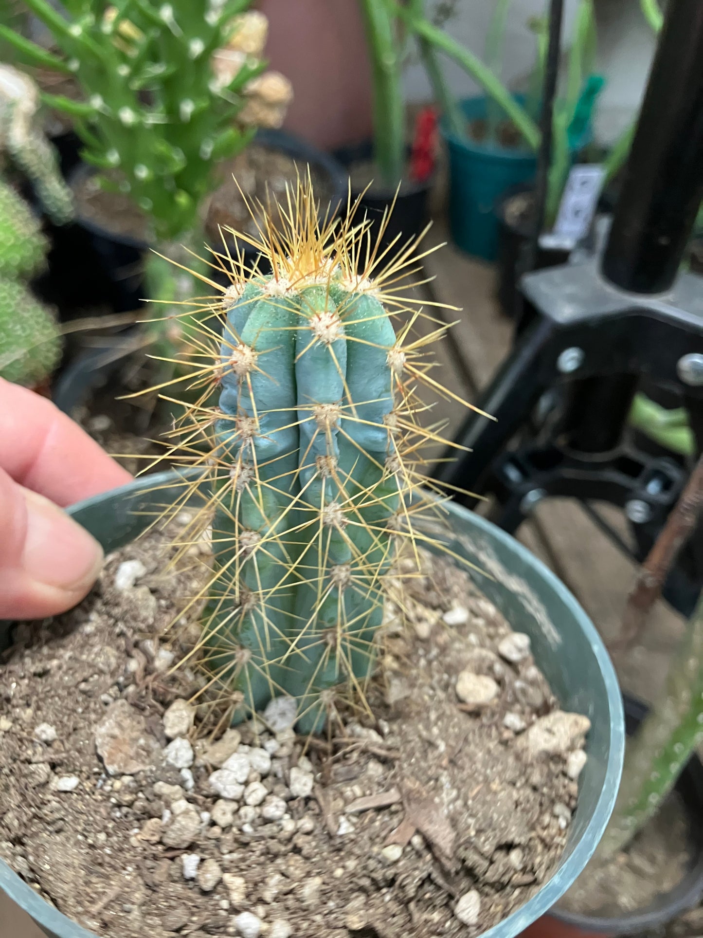 Pilosocereus Blue Azureus 3"Tall #10B