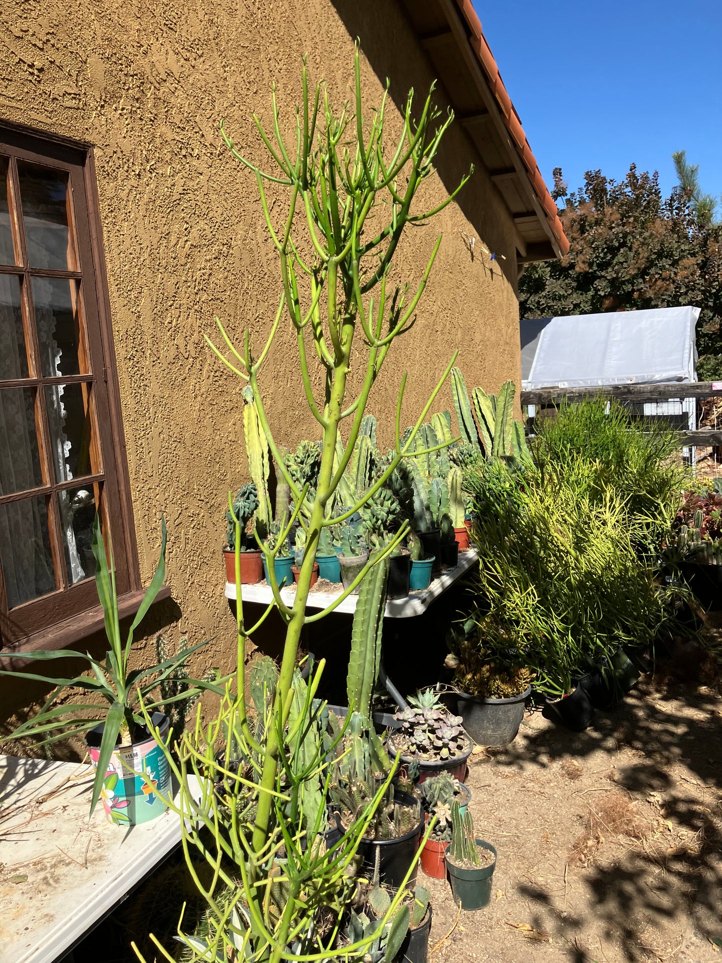 Euphorbia tirucalli Pencil Cactus/Succulent 50"Tall 15"Wide #10R