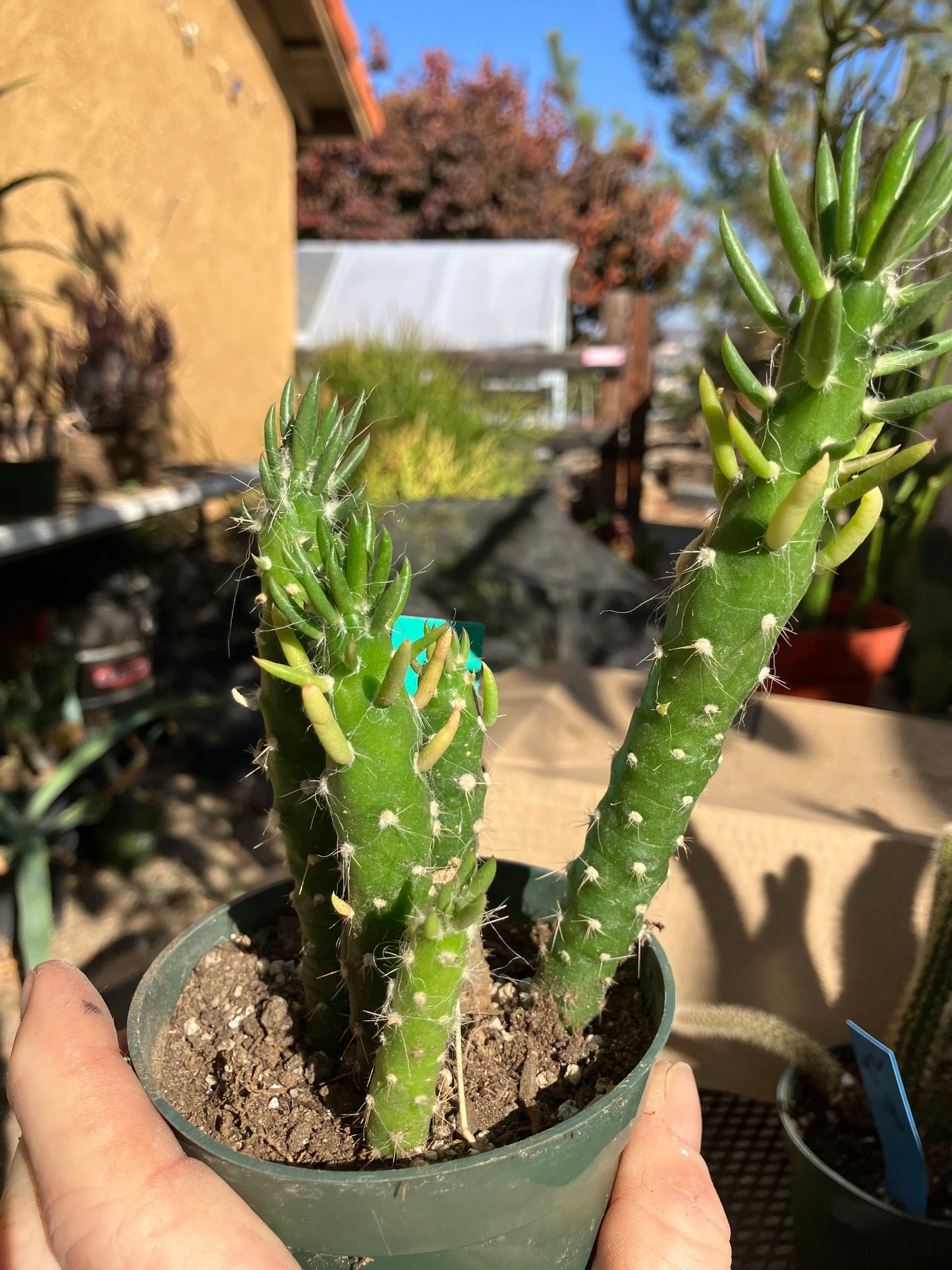 Austrocylindropuntia Cactus Gumbi Mini Eve's Needle 5"Tall #600G