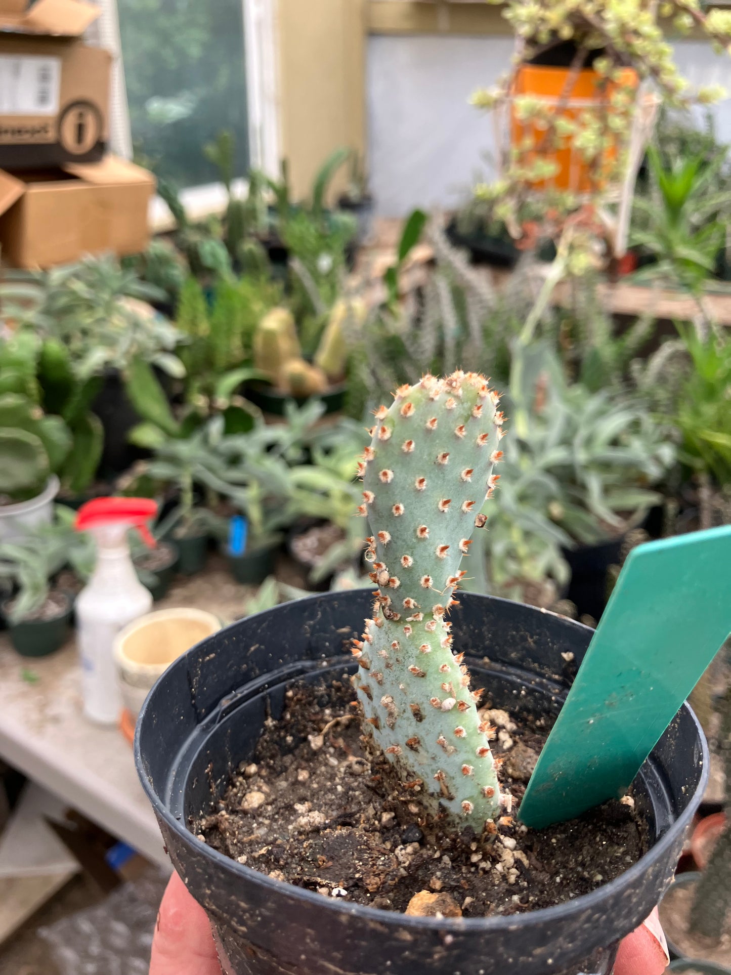 Opuntia Basilaris Beavertail Cactus 3"Tall #73G