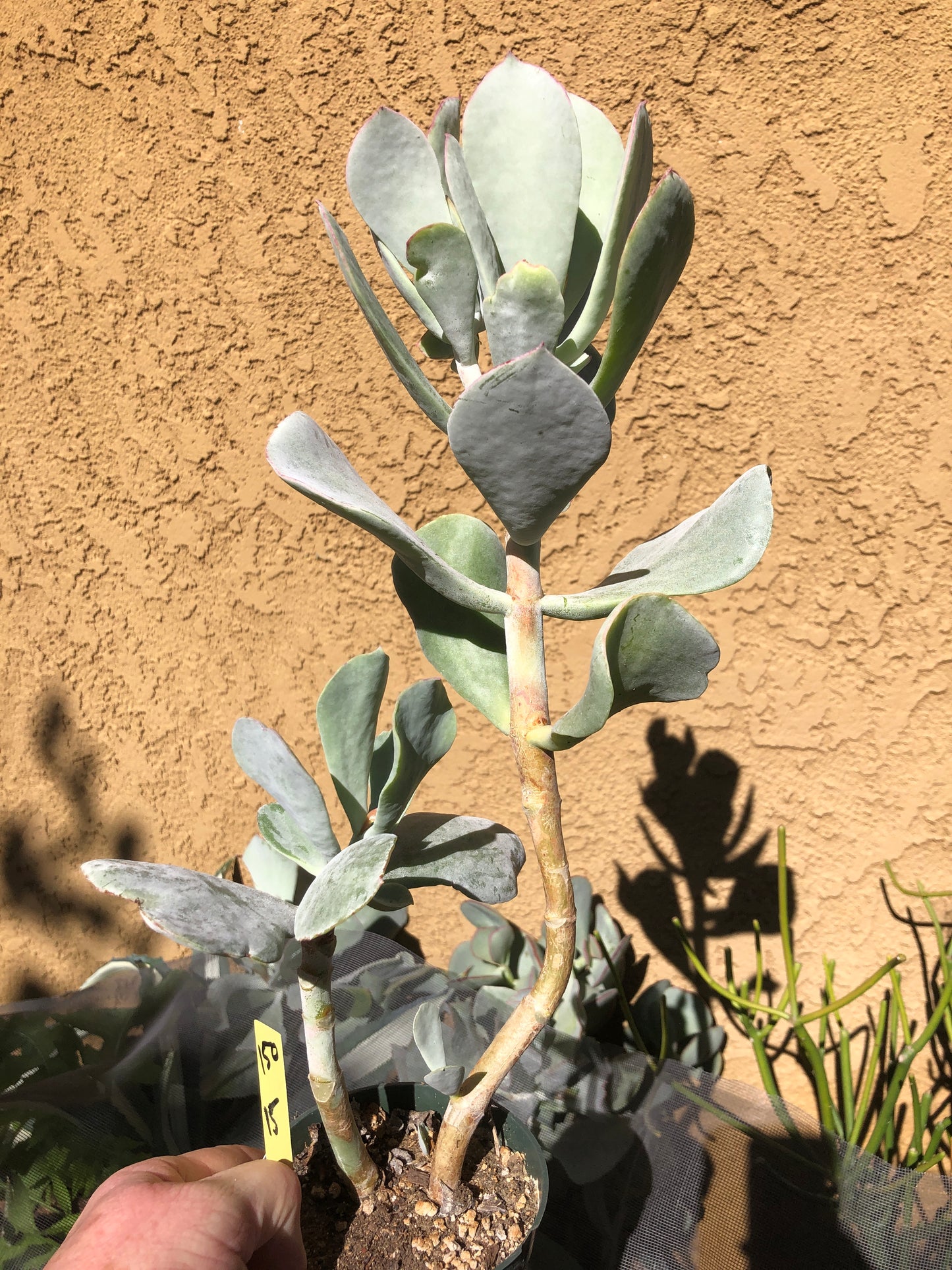 Cotyledon Silver Waves Succulent 15"Tall #150Y