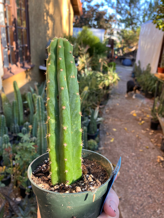 San Pedro Cactus - Trichocereus pachanoi 6.5"Tall #2B