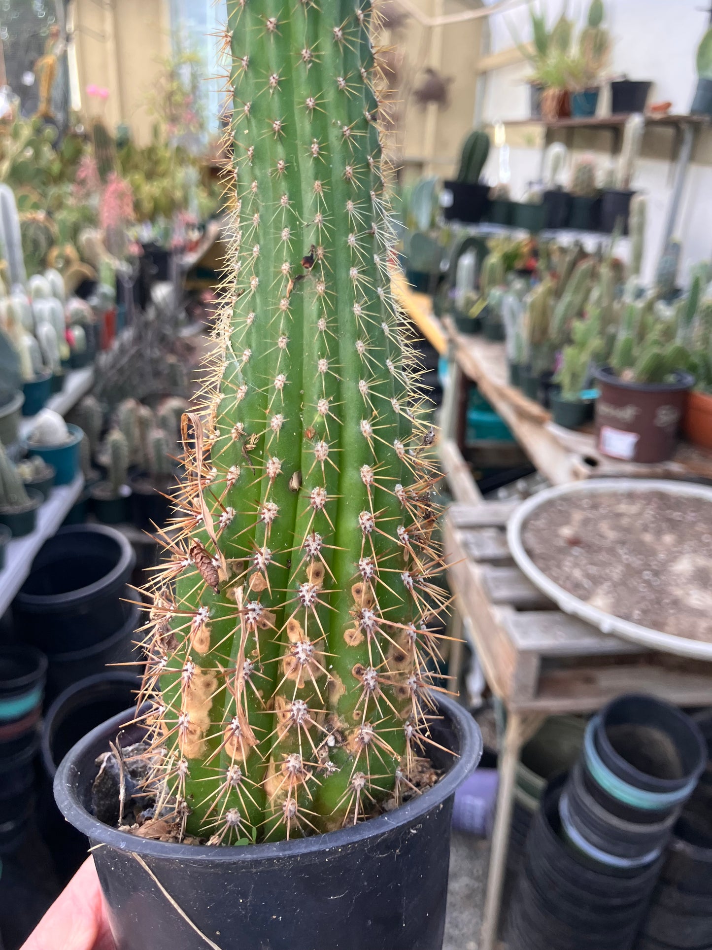 Golden Torch Cactus - Trichocereus spachianus 10.5”Tall #10P