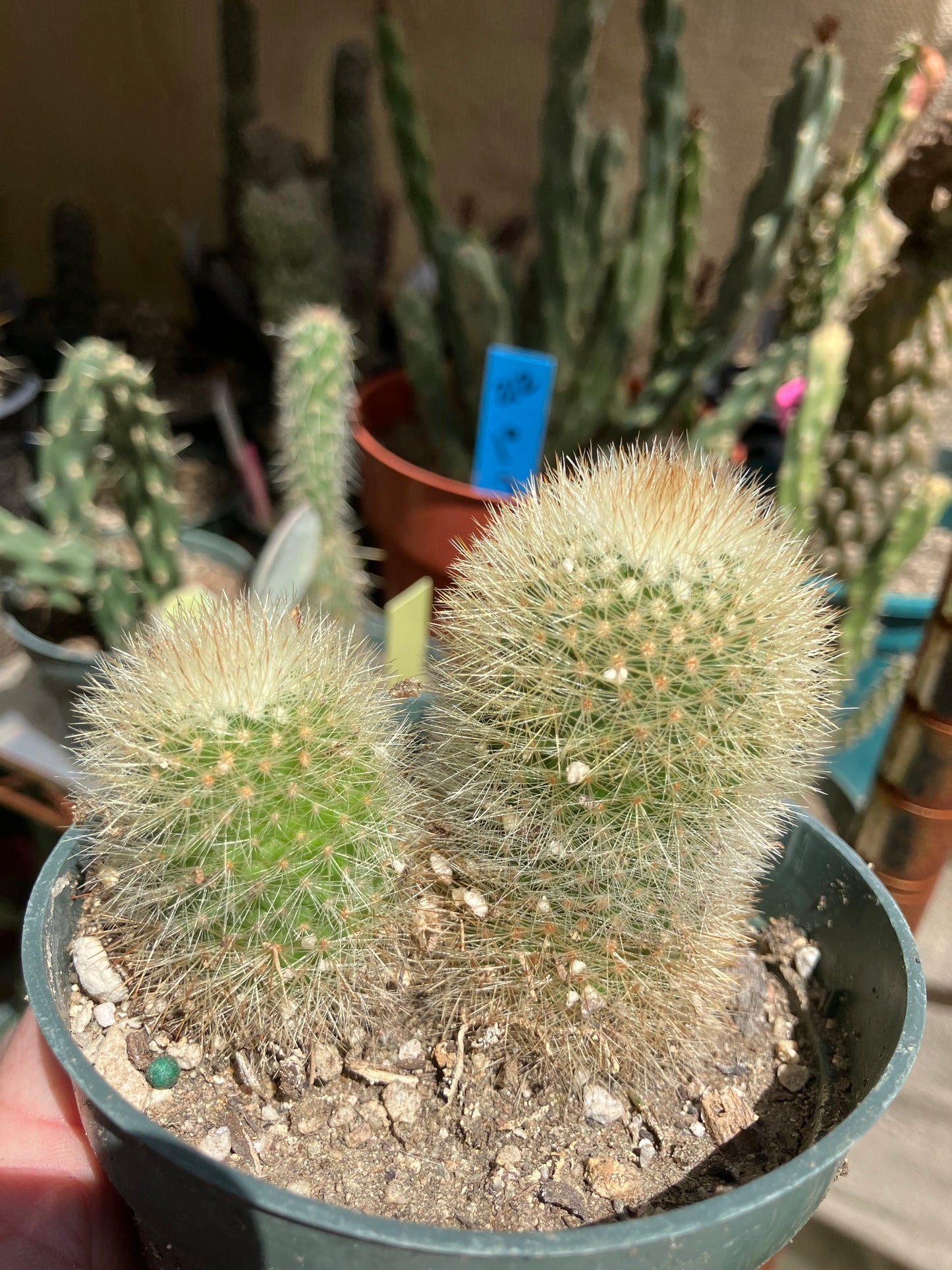 Notocactus Parodia scopa Silver Ball/Snowball Cactus 3" Tall #221B