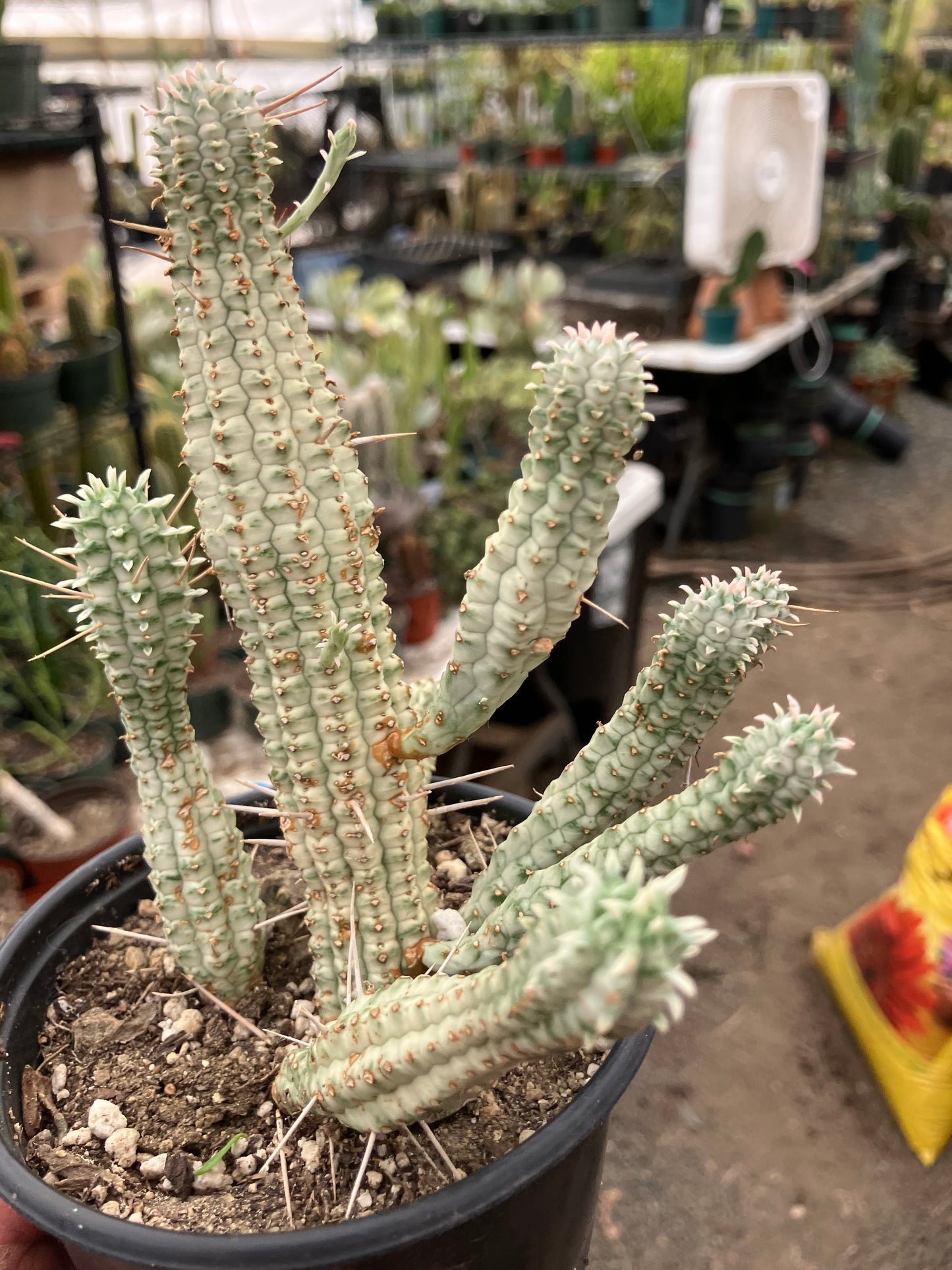 Euphorbia mammillarias variegata Corn Cob 6"Tall #5B