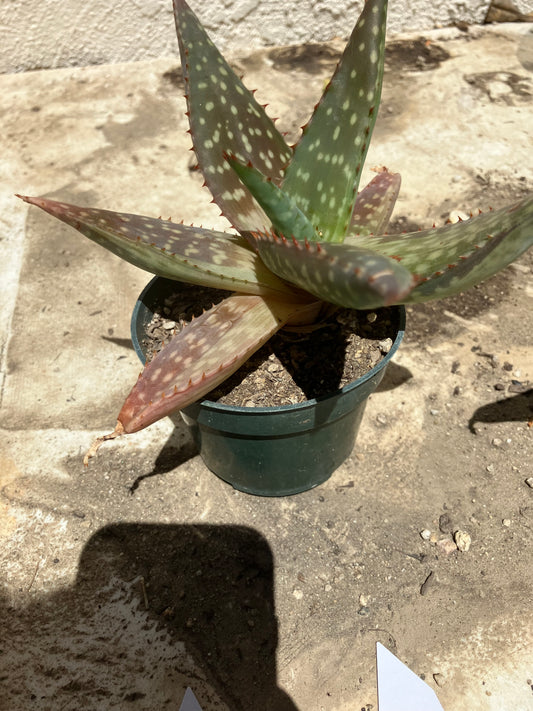 Aloe ~maculata "Soap Aloe" 6" Wide  #28W