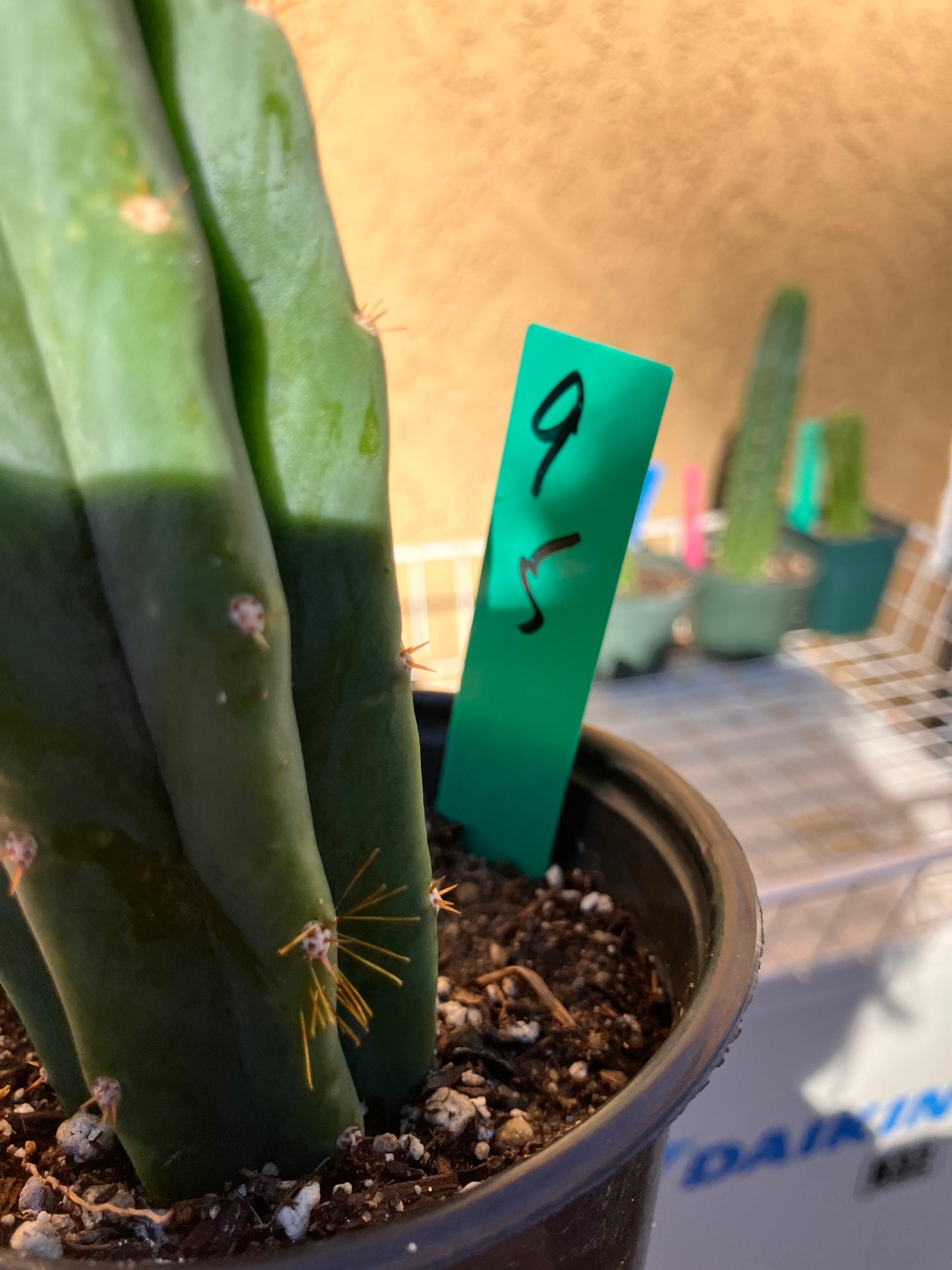 San Pedro Cactus - Trichocereus pachanoi 5"Tall #10P