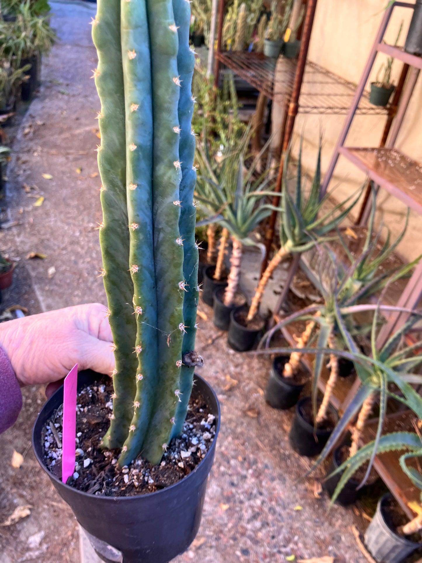 San Pedro Cactus - Trichocereus pachanoi 12”Tall #12P