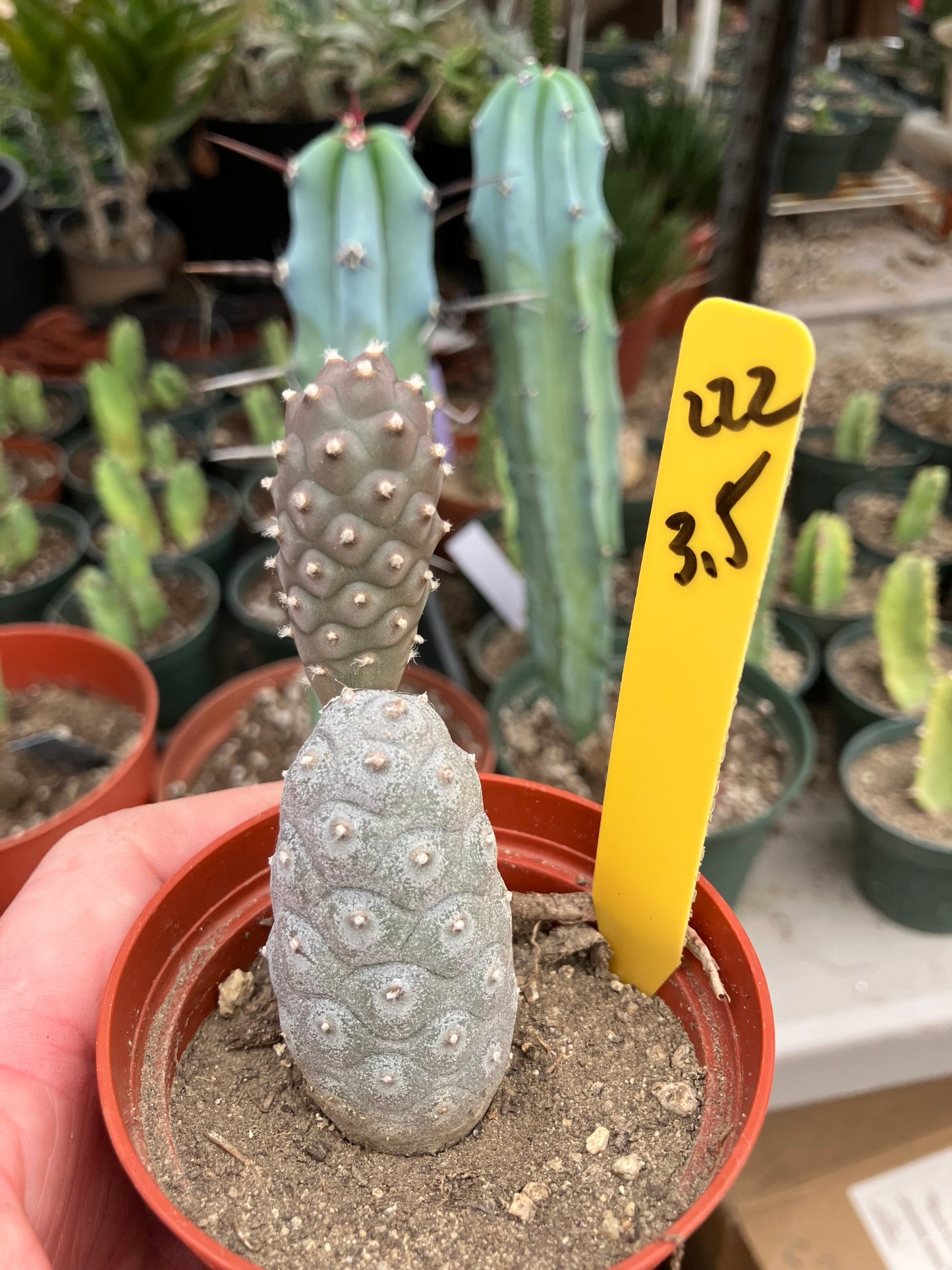 Pine Cone Cactus Tephrocactus~ articulatus  var. diadematus Pinecone 3.5”Tall #222Y