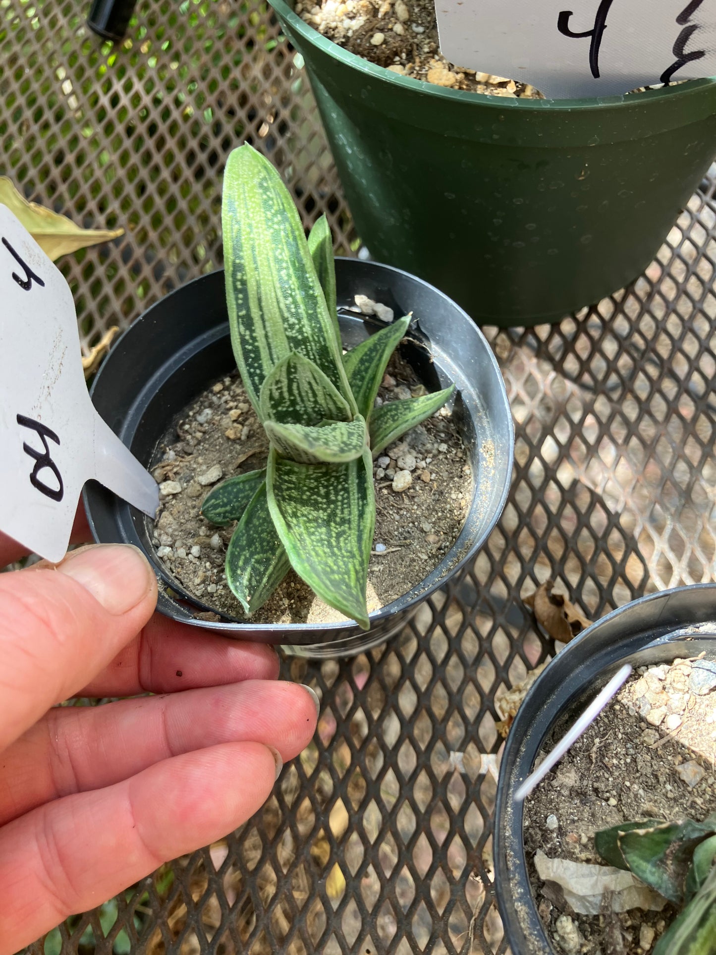 Gasteria Little Warty 3.5”Wide #35W