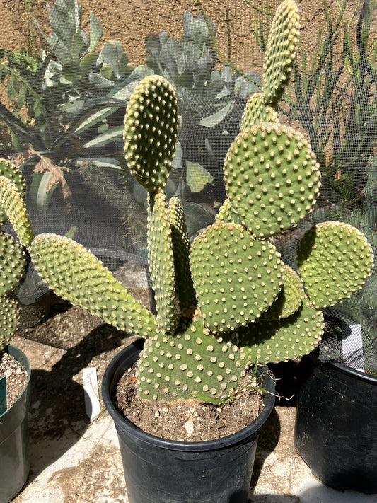 Opuntia microdasys Off White Bunny 11"Tall #111Y