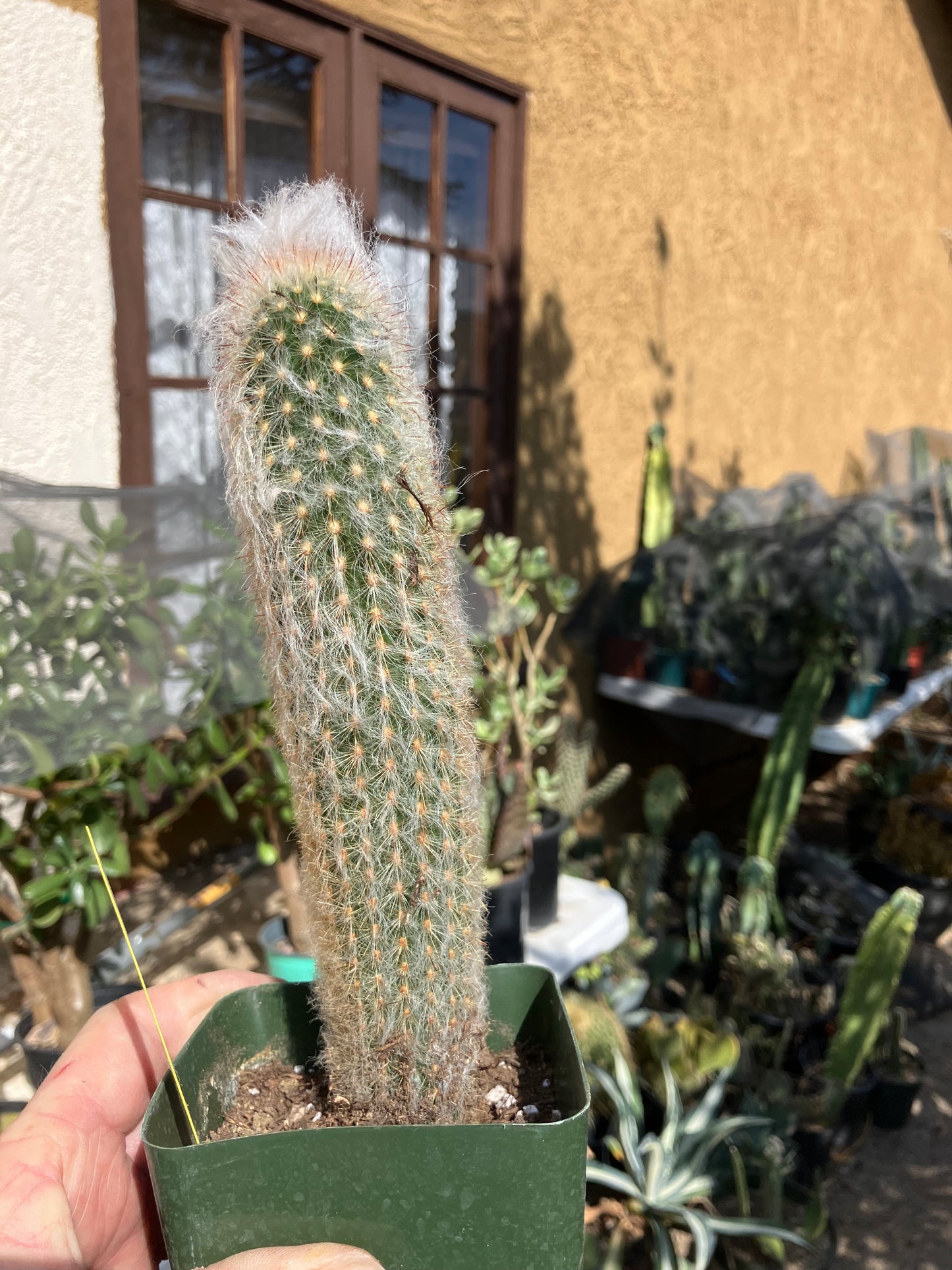 Austrocephalocereus dybowski cabega 8"Tall #119Y Torch