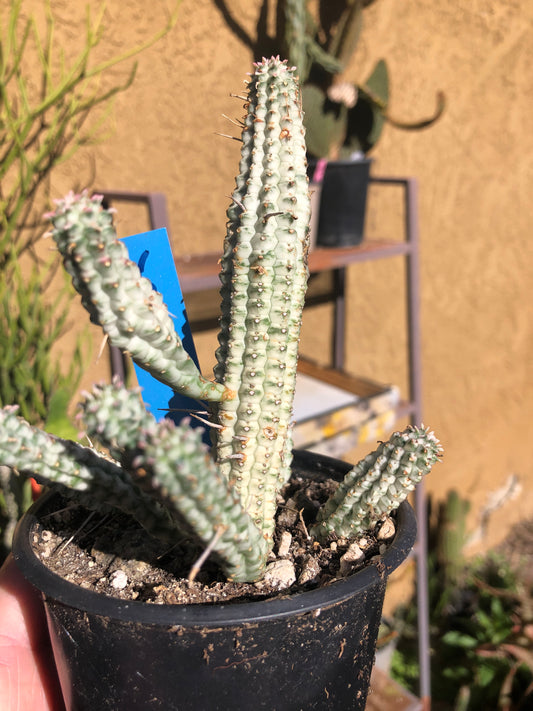 Euphorbia mammillarias  Corn Cob 5"Tall #15B